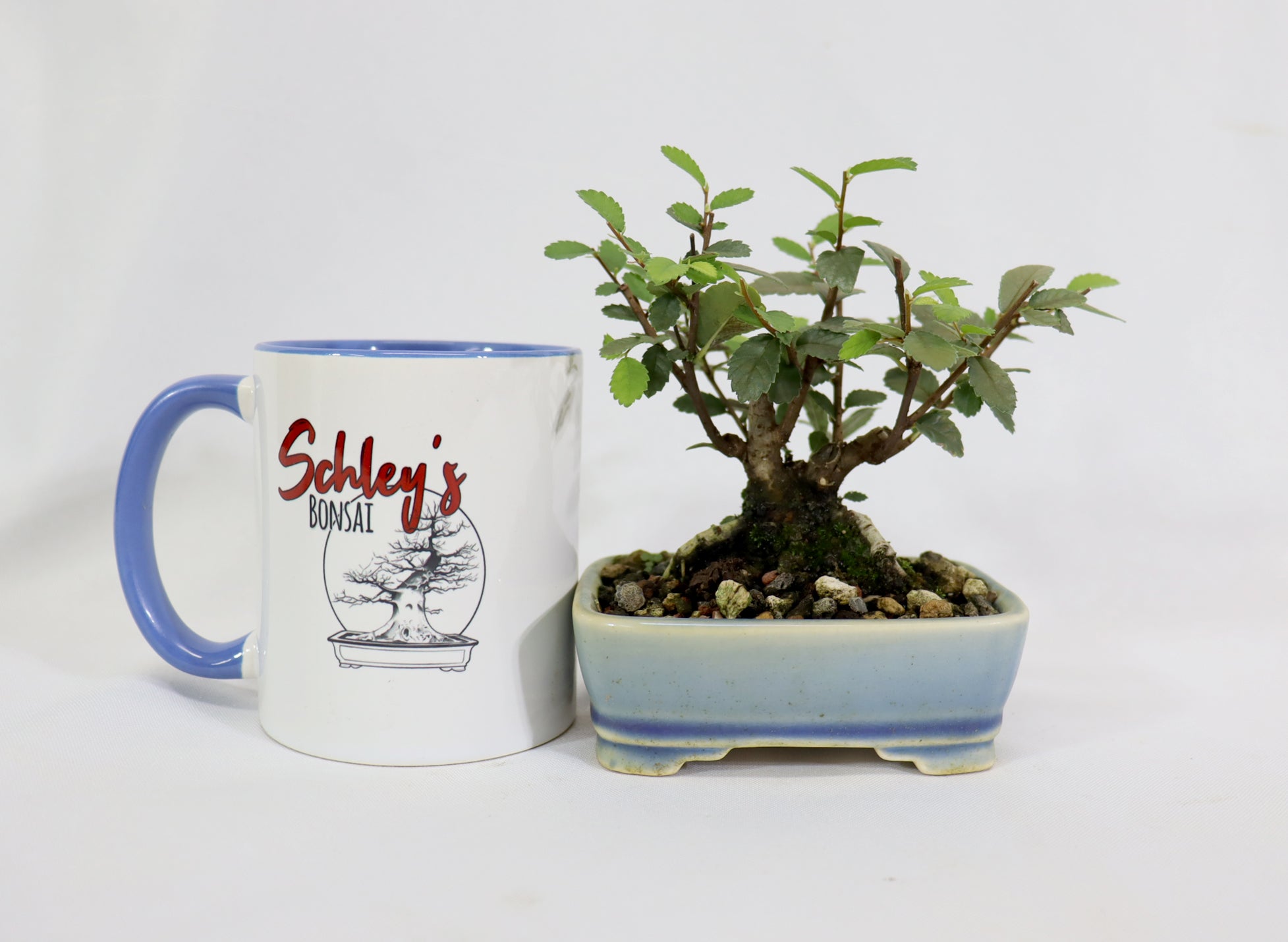 Chinese Elm in a Glazed and Chopped Pot