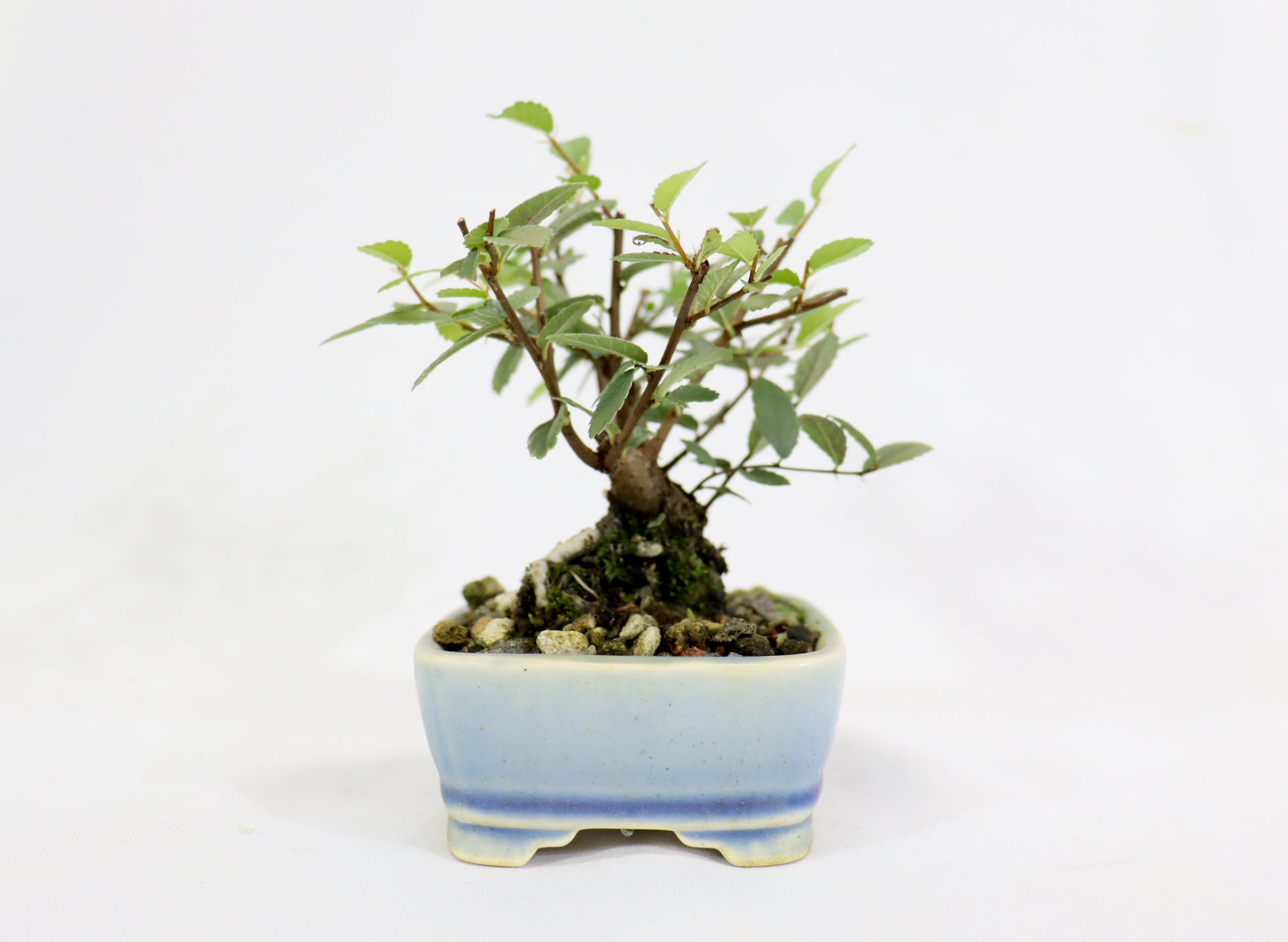 Chinese Elm in a Glazed and Chopped Pot