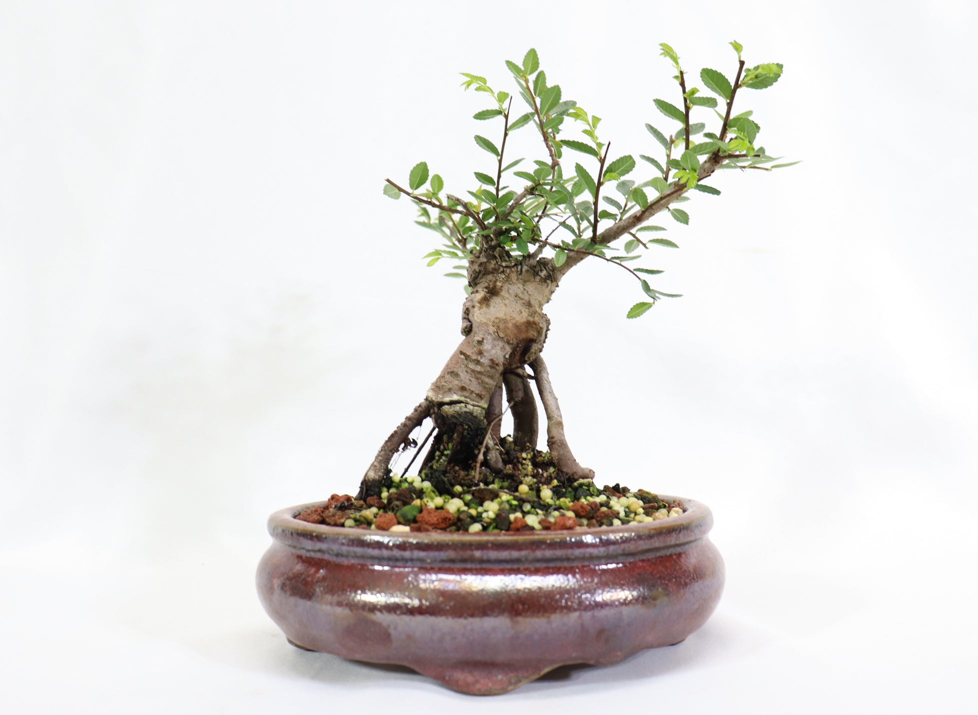 Chinese Elm in a Glazed Pot