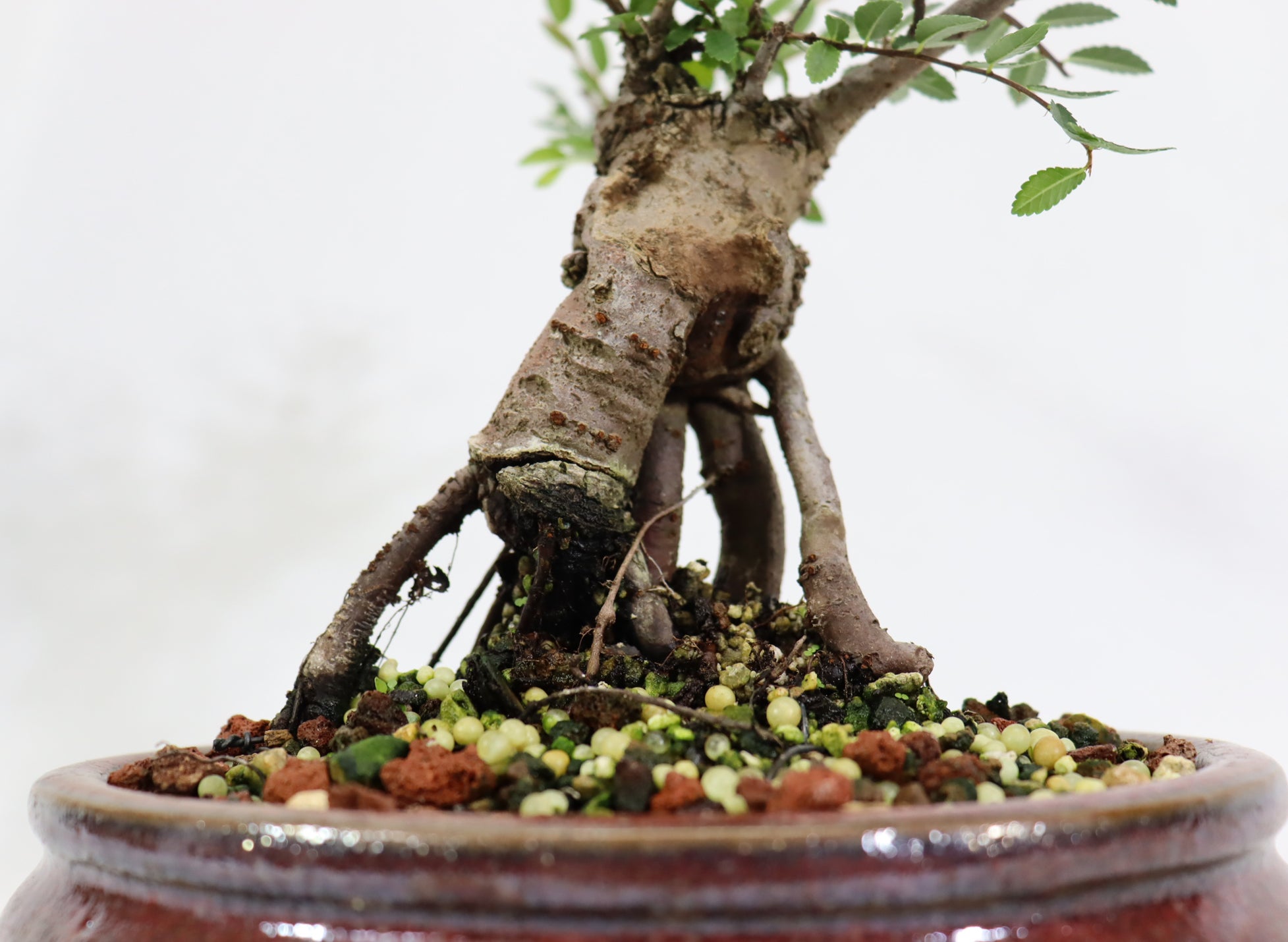 Chinese Elm in a Glazed Pot