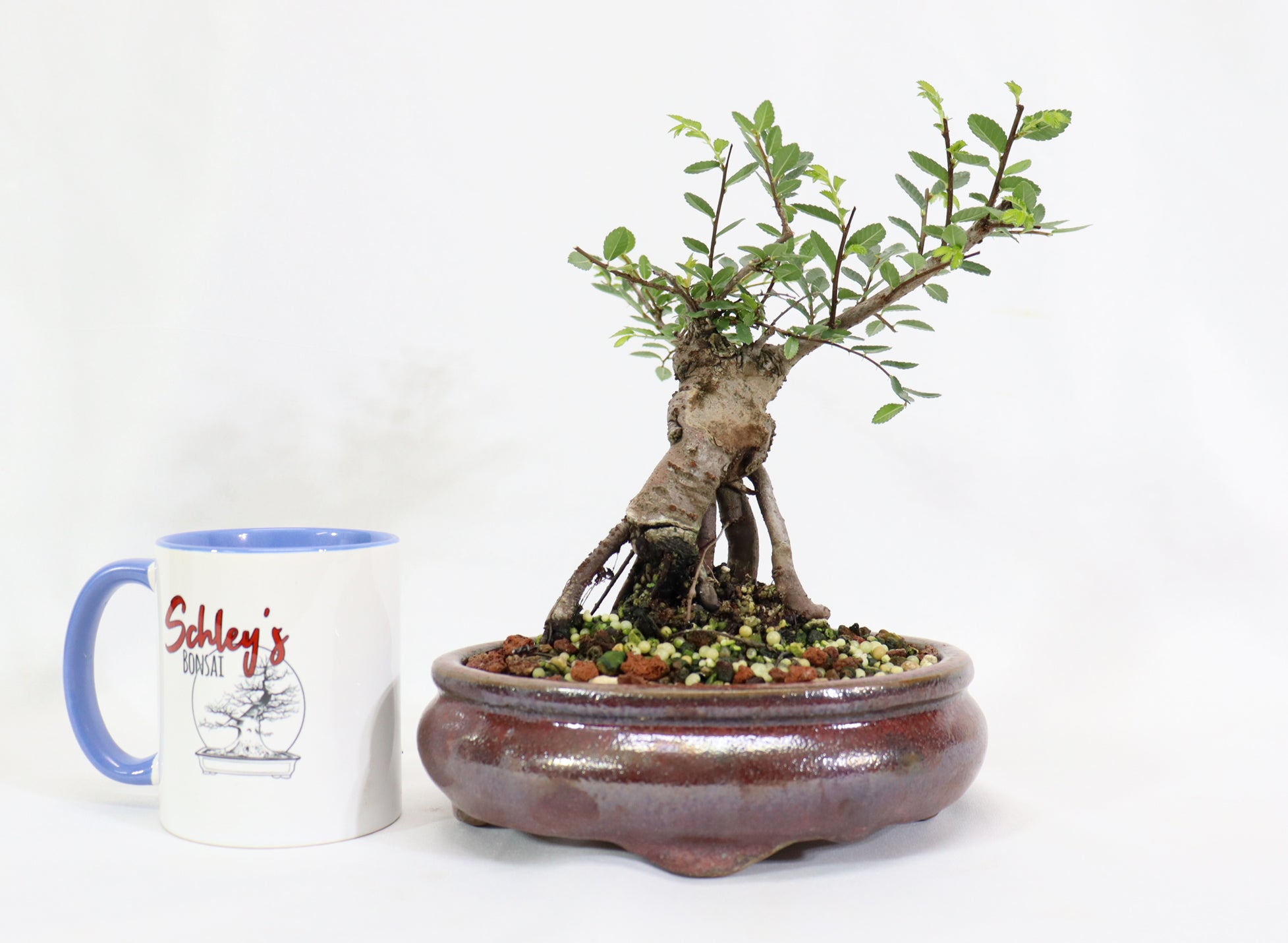 Chinese Elm in a Glazed Pot