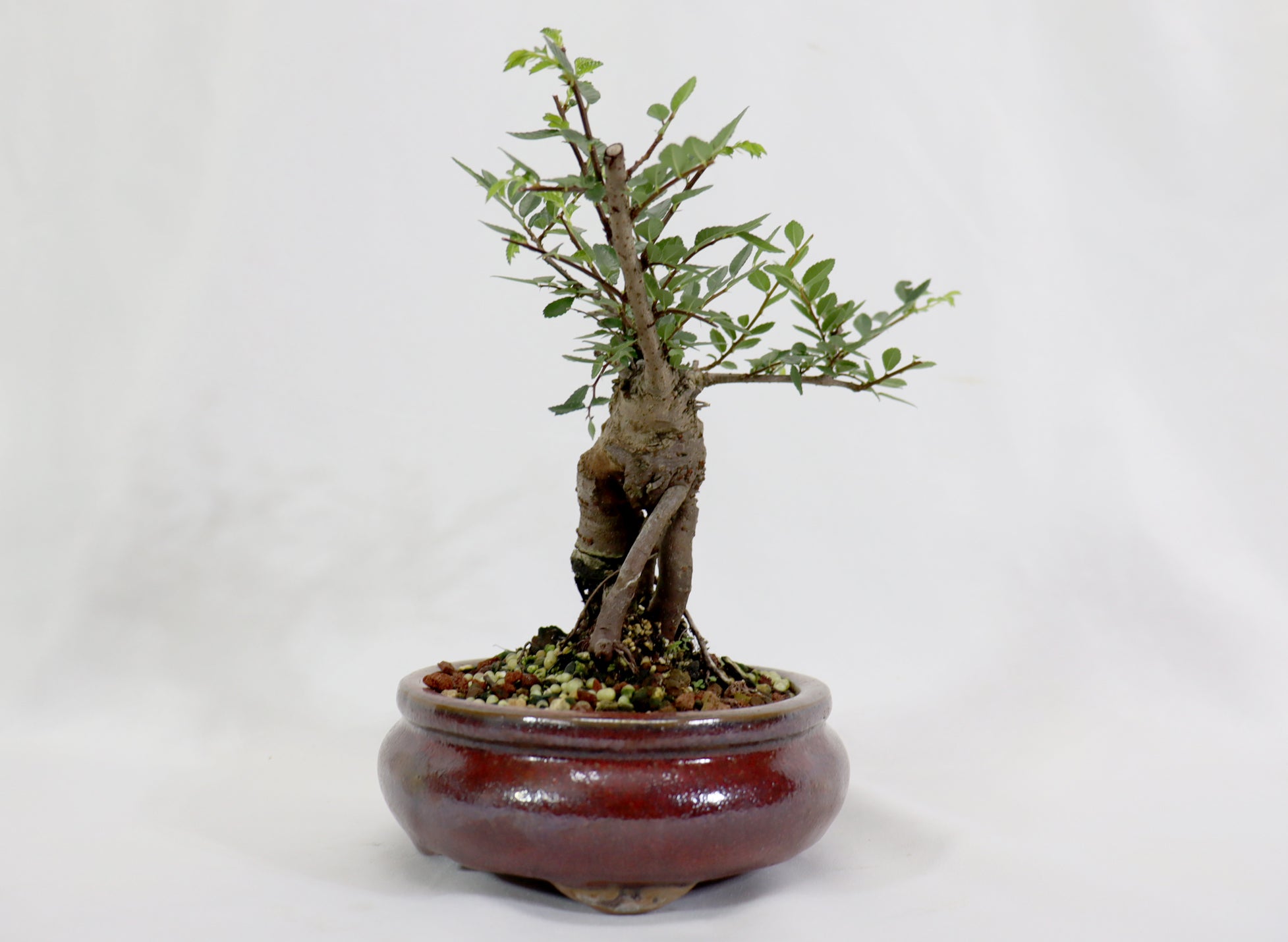 Chinese Elm in a Glazed Pot