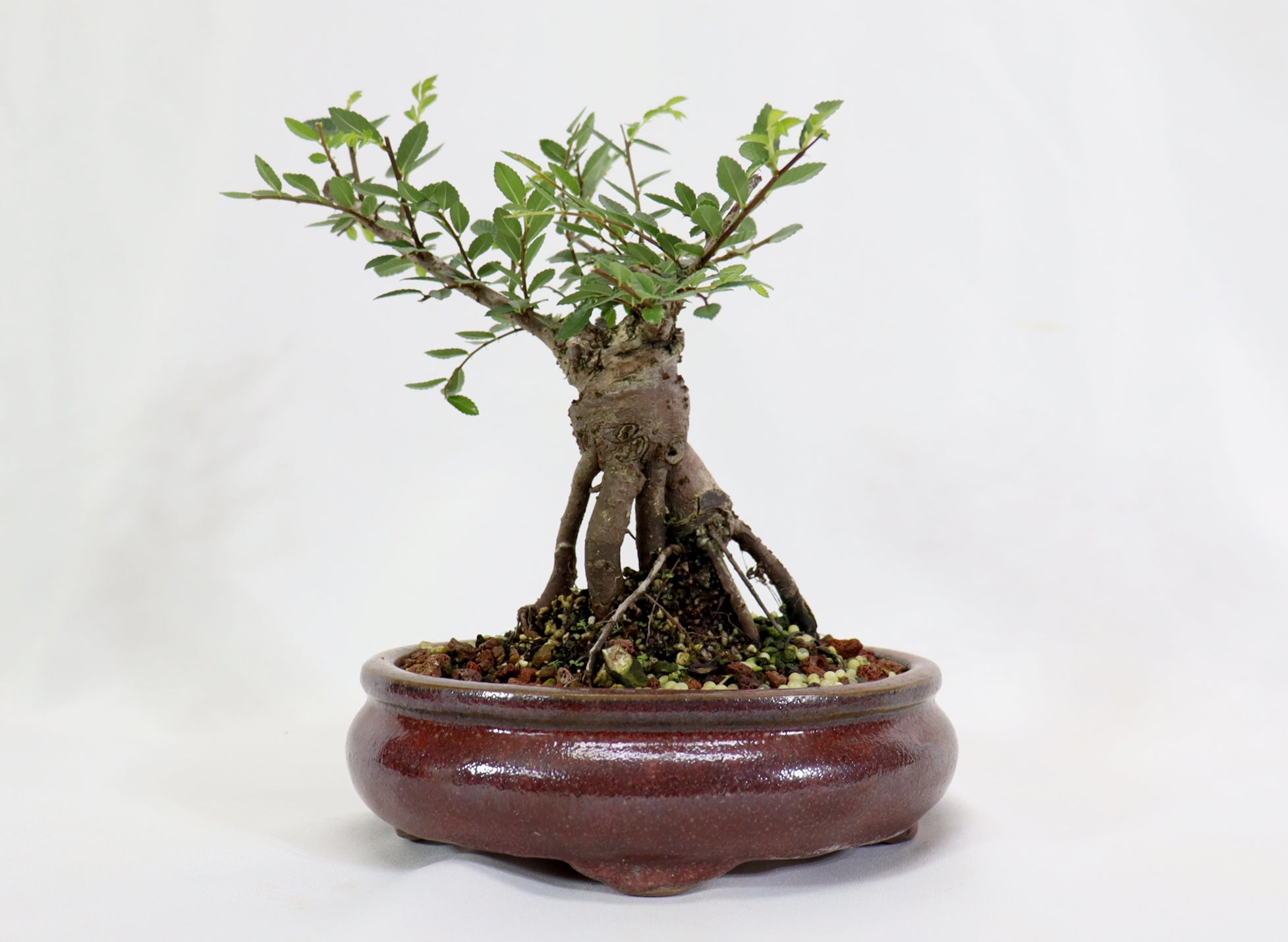 Chinese Elm in a Glazed Pot
