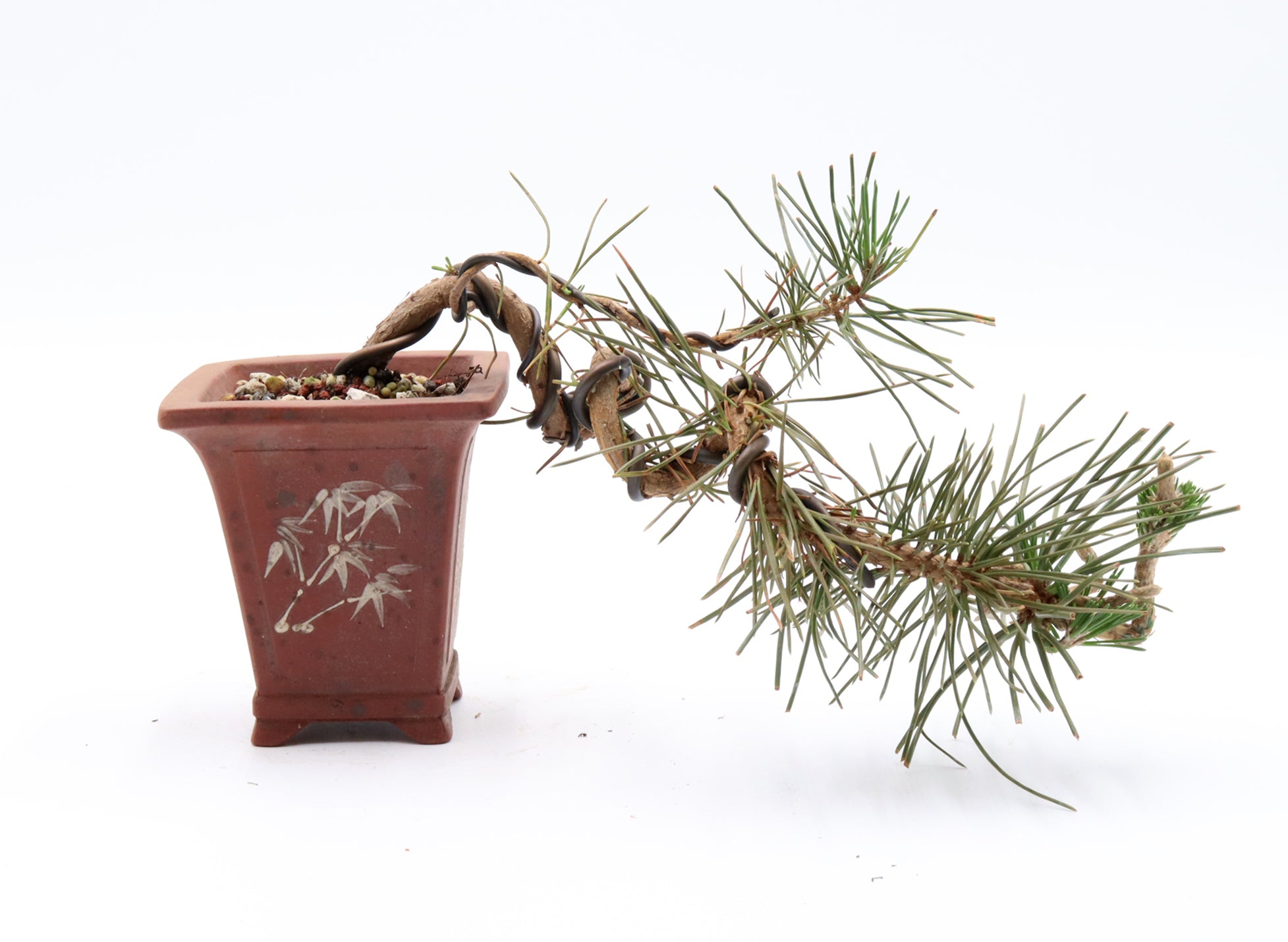 Wired Japanese Black Pine in a Yixing Pot
