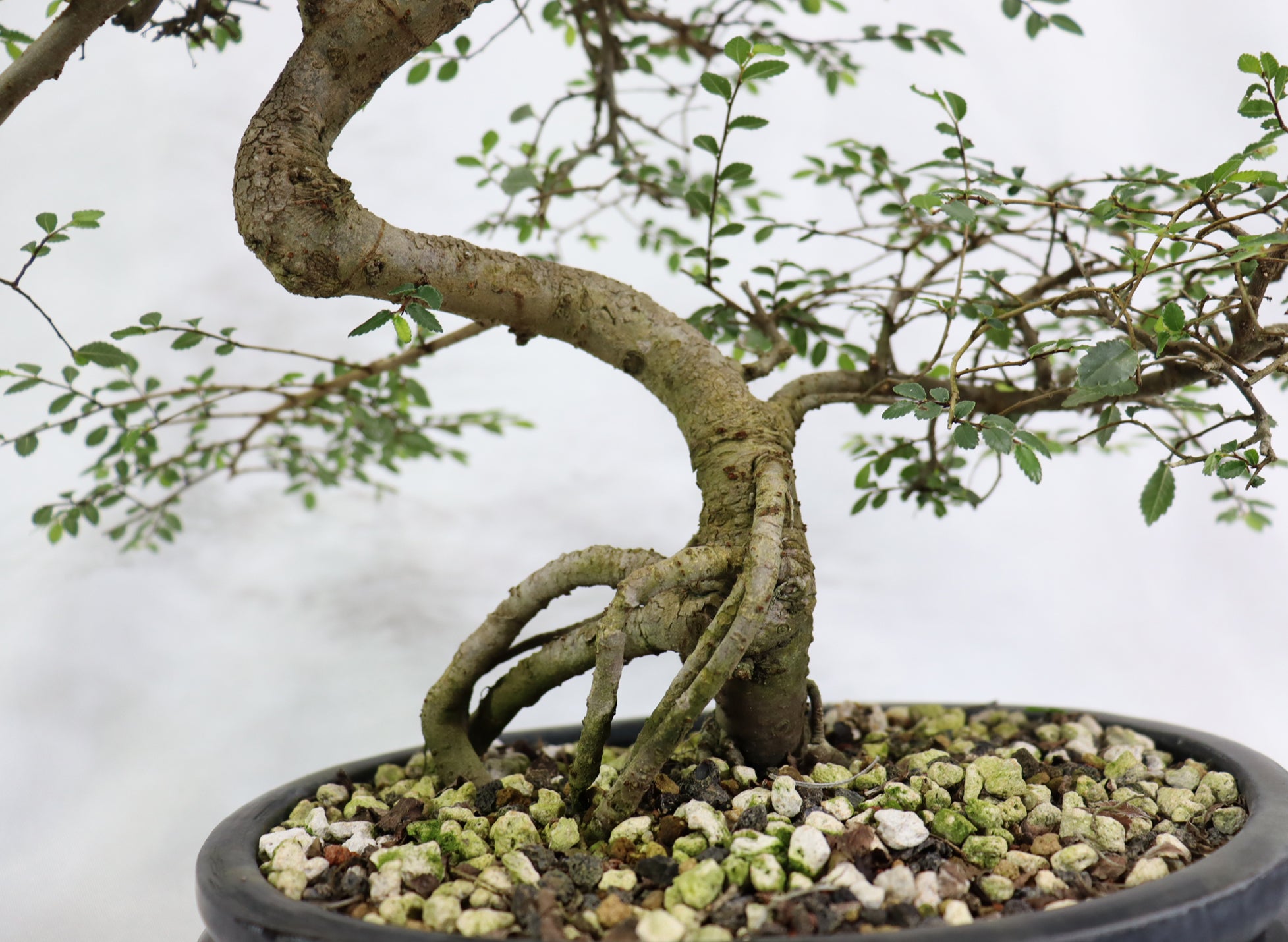 Chinese Elm in a Glazed Pot