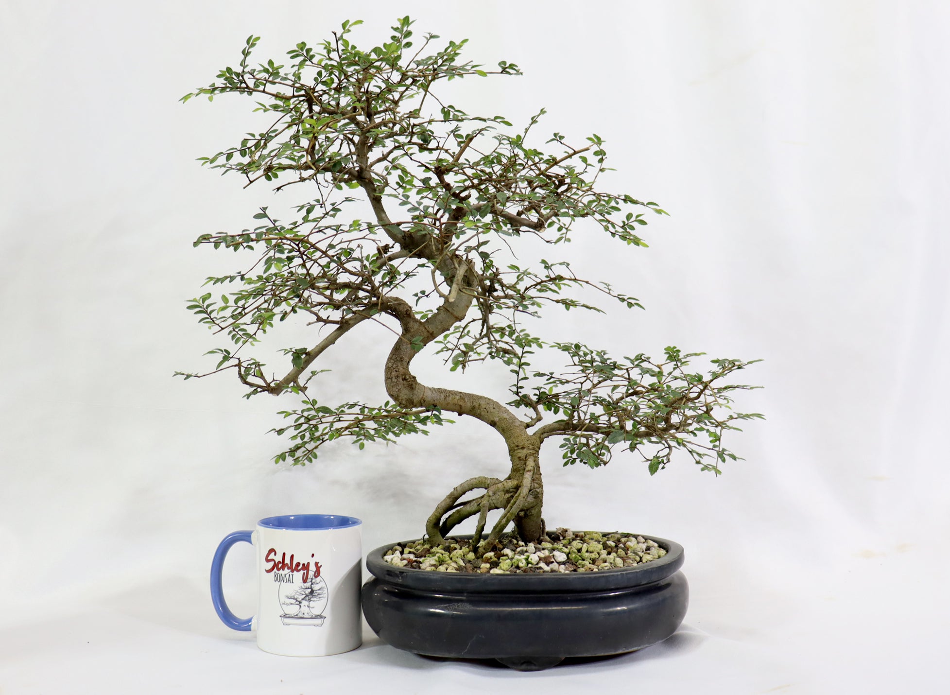 Chinese Elm in a Glazed Pot