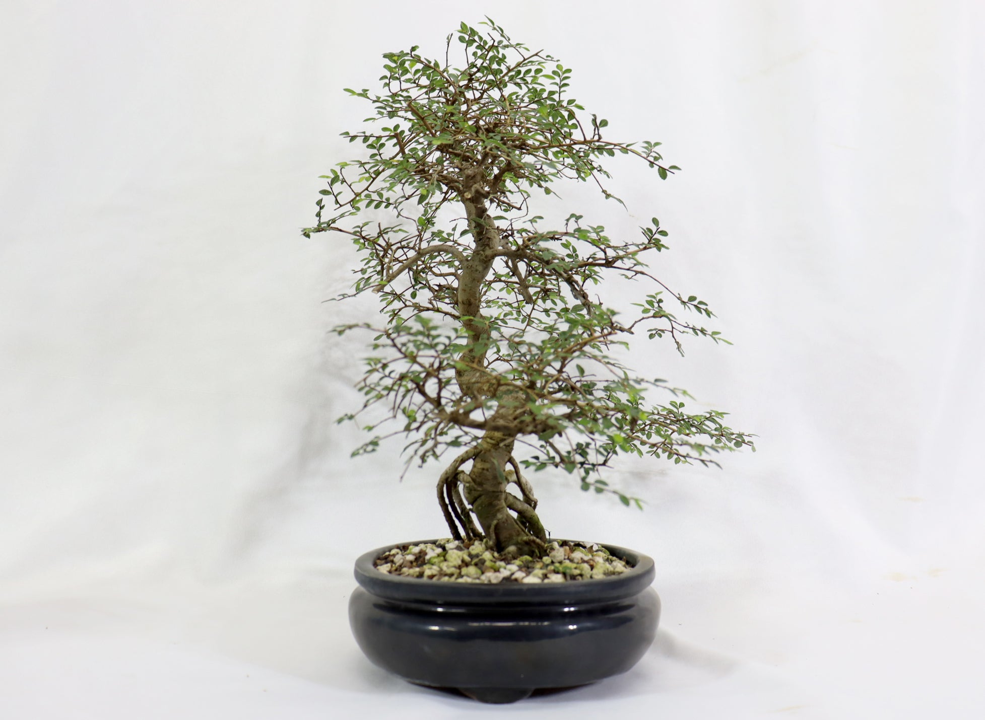 Chinese Elm in a Glazed Pot