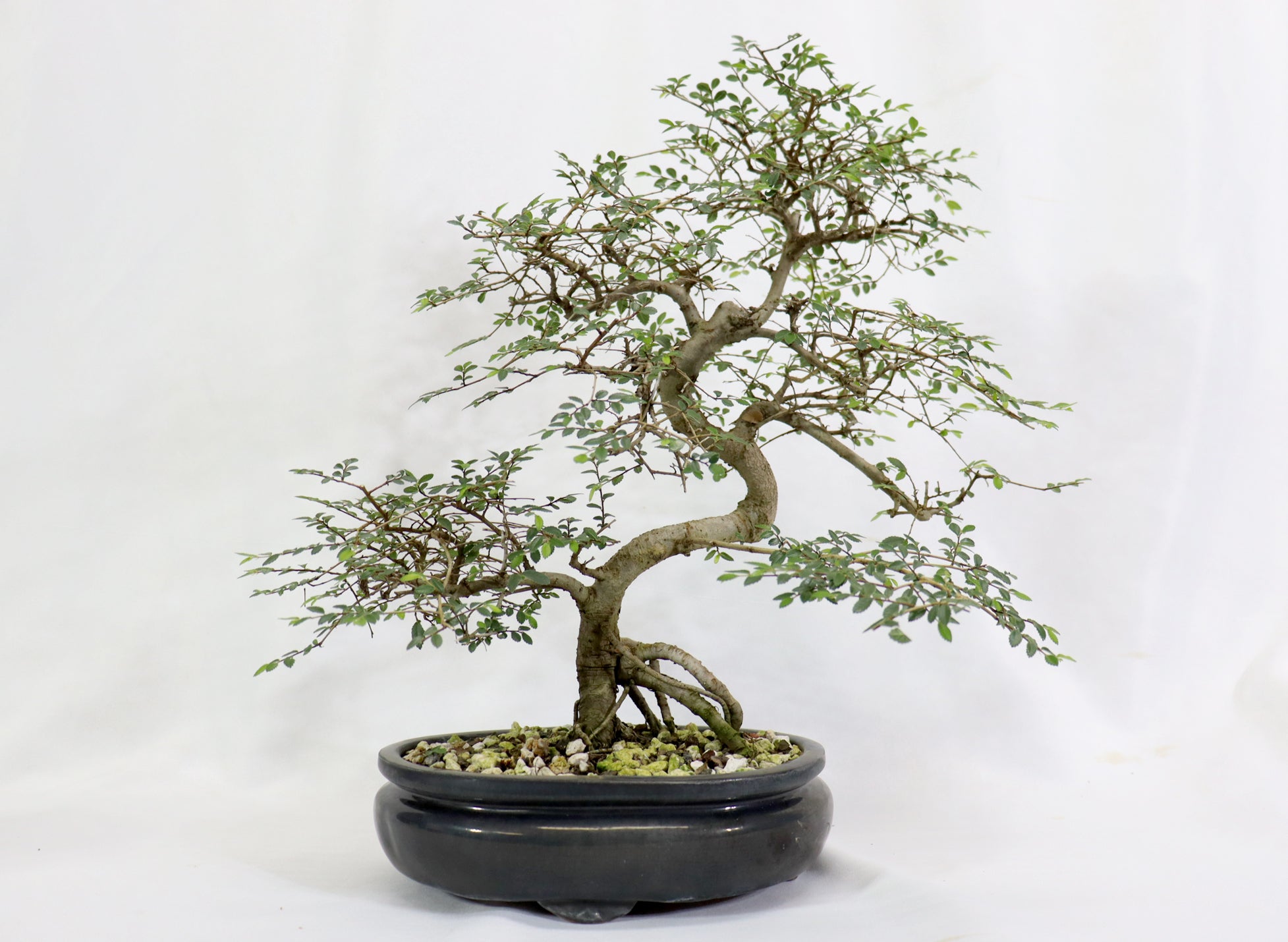 Chinese Elm in a Glazed Pot