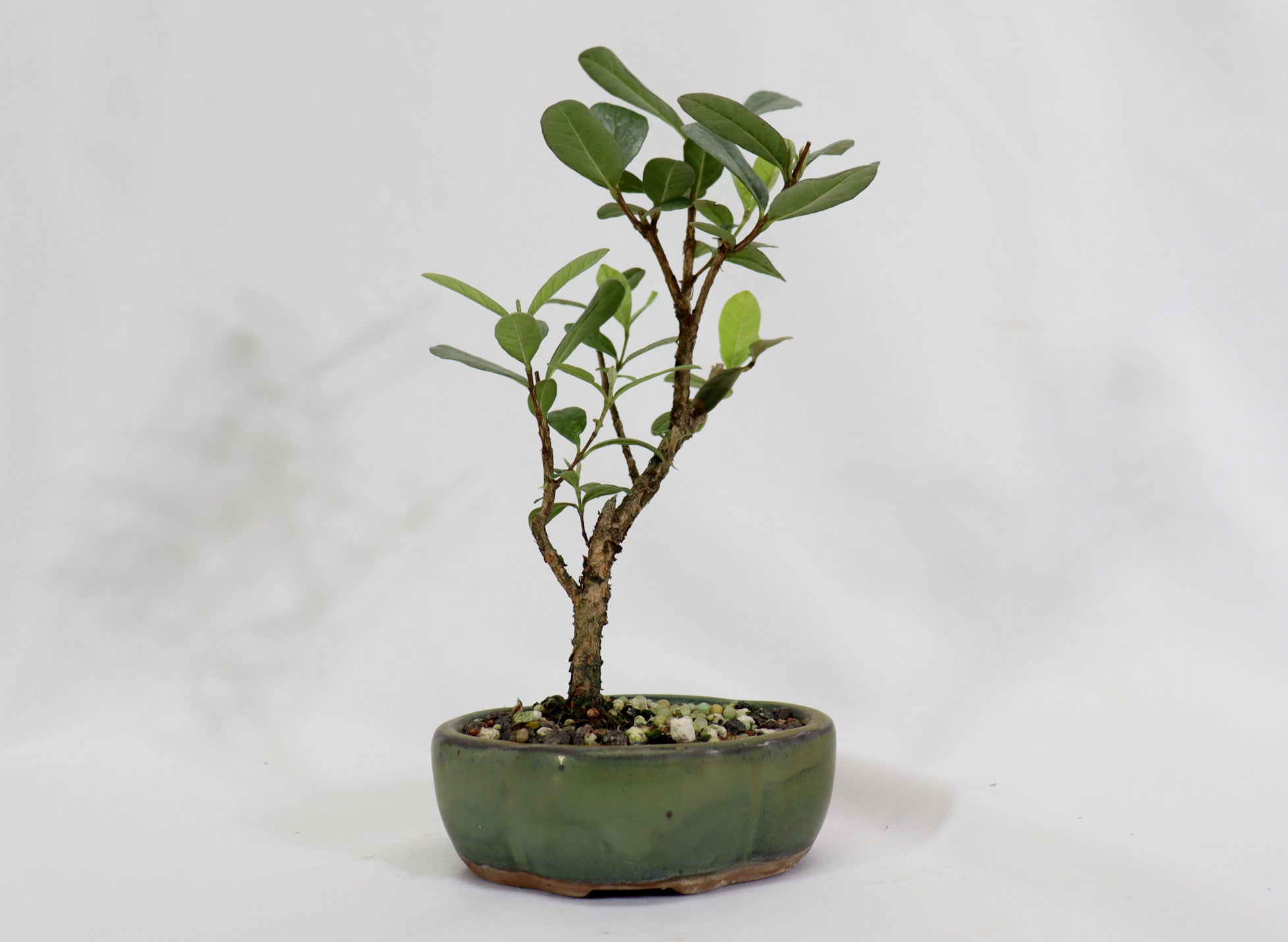 Assorted Pineapple Guava Starter Bonsai