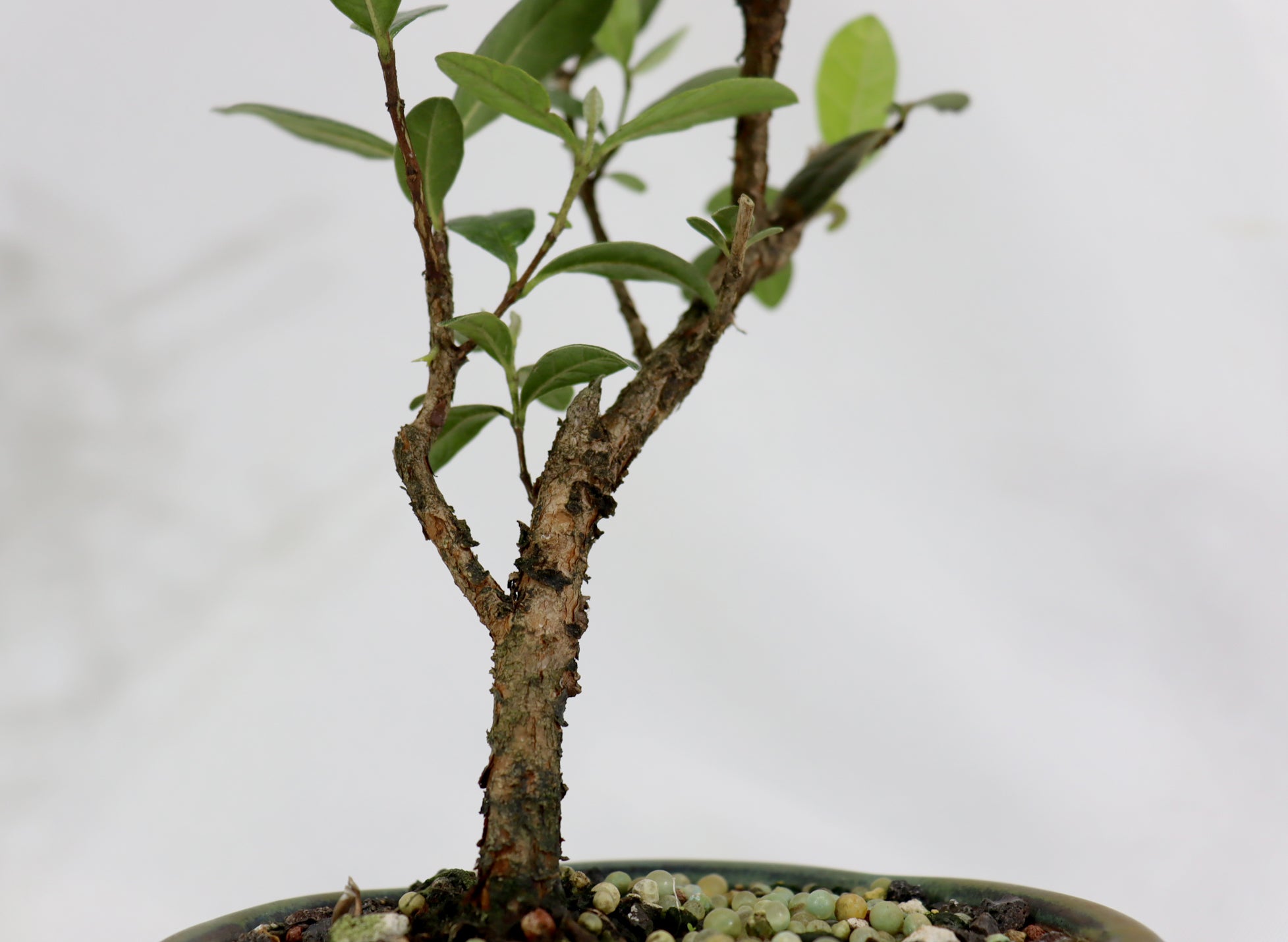 Assorted Pineapple Guava Starter Bonsai