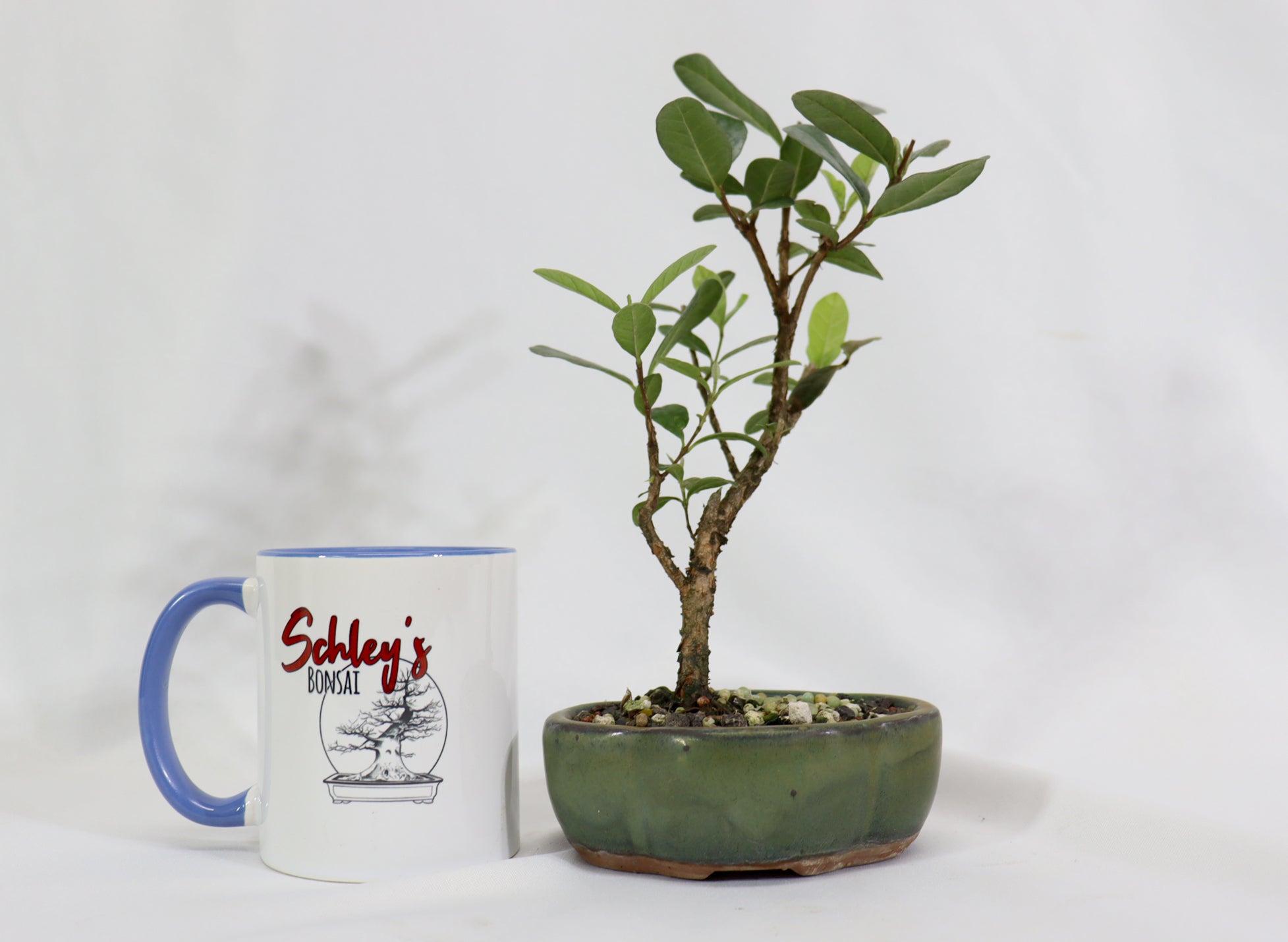 Assorted Pineapple Guava Starter Bonsai