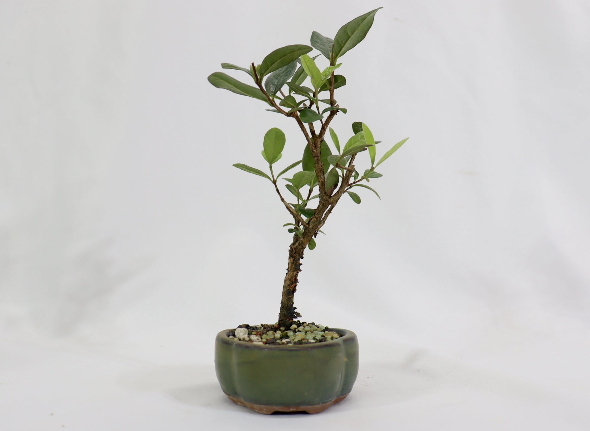 Assorted Pineapple Guava Starter Bonsai