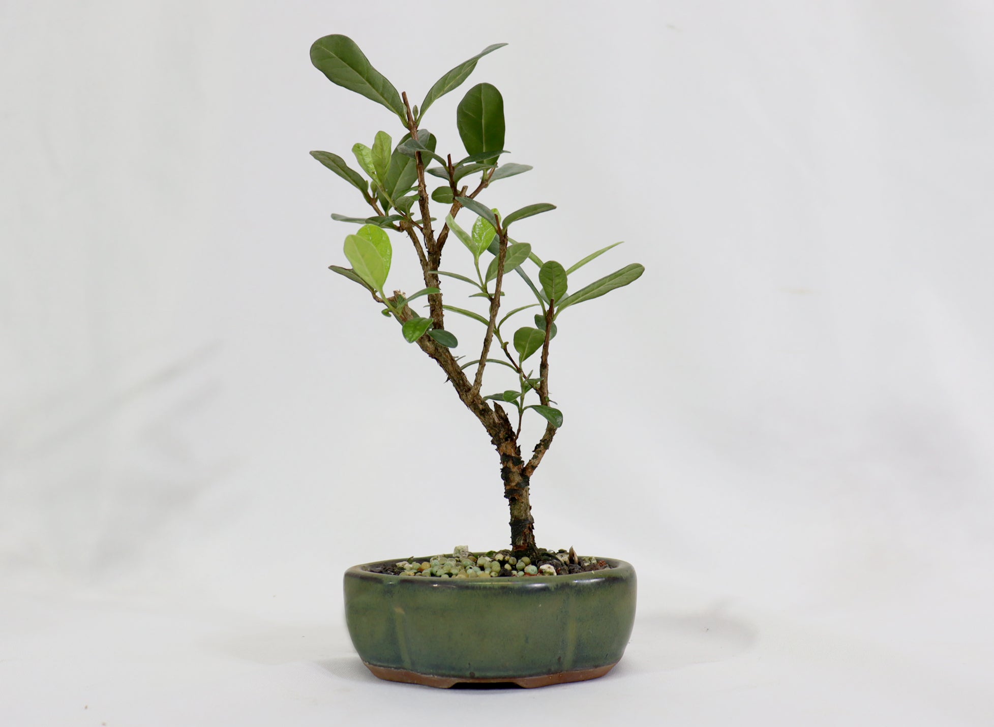 Assorted Pineapple Guava Starter Bonsai