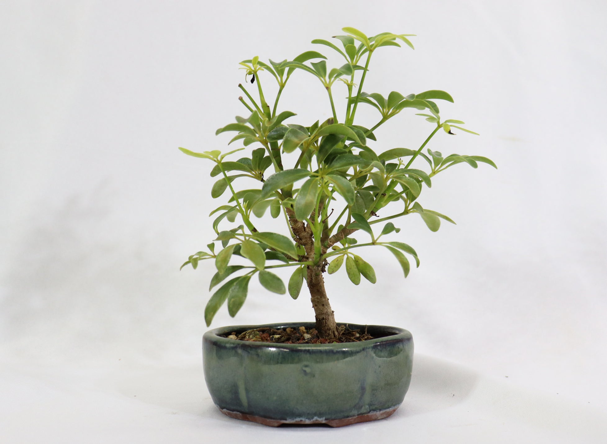 Assorted Schefflera arboricola Starter Bonsai