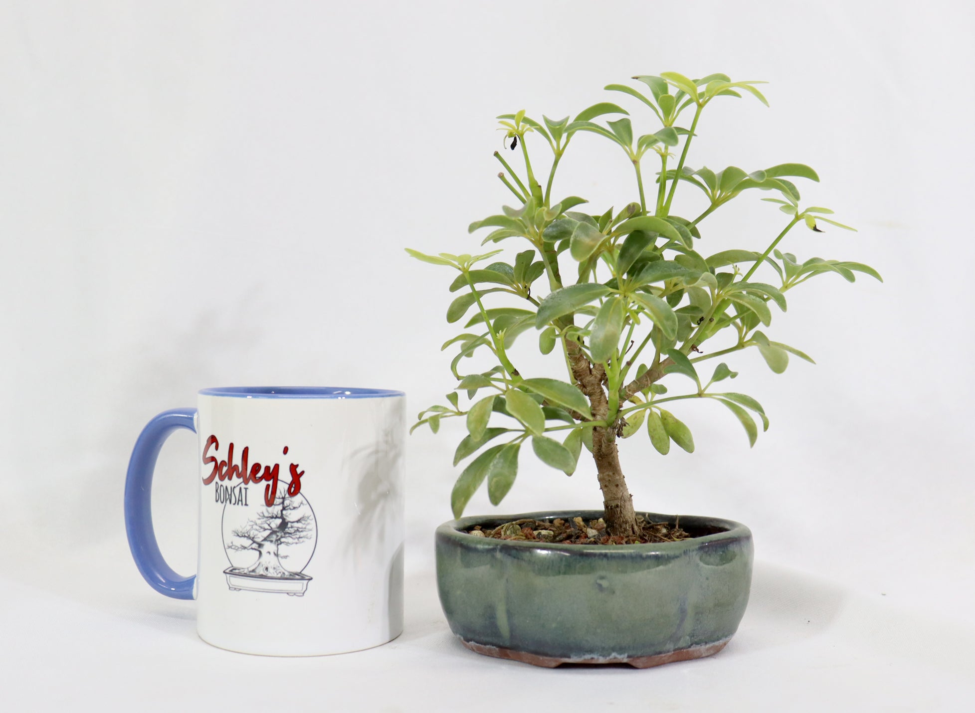 Assorted Schefflera arboricola Starter Bonsai