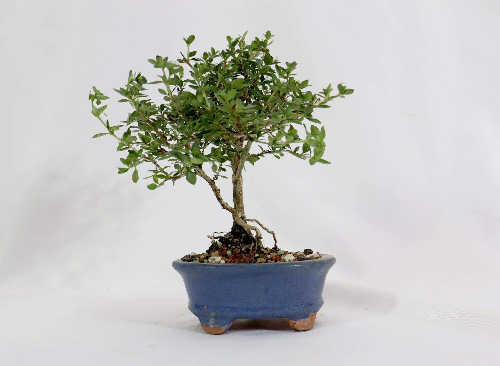 Assorted Kyoto Serissa Starter Bonsai
