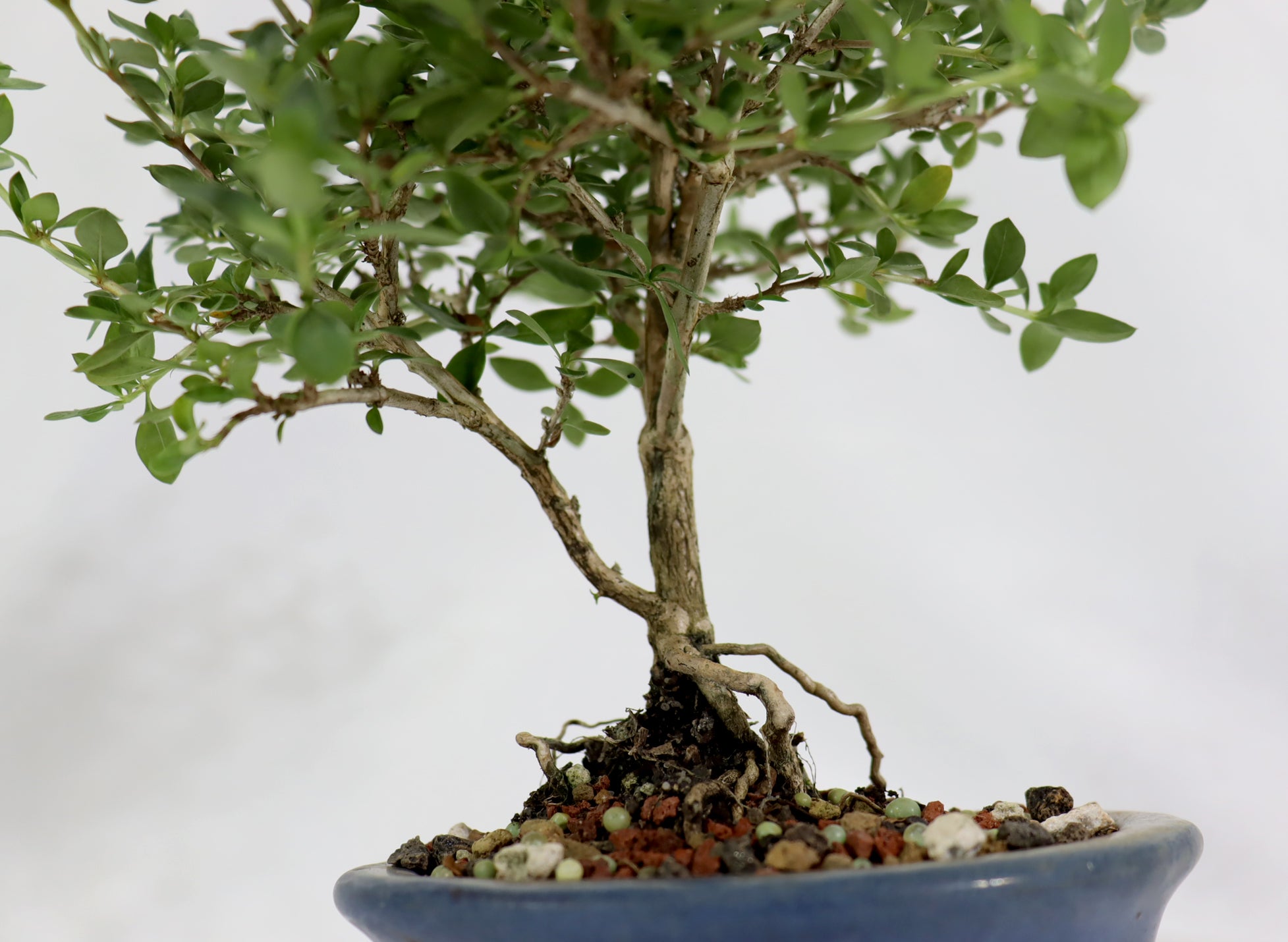 Assorted Kyoto Serissa Starter Bonsai