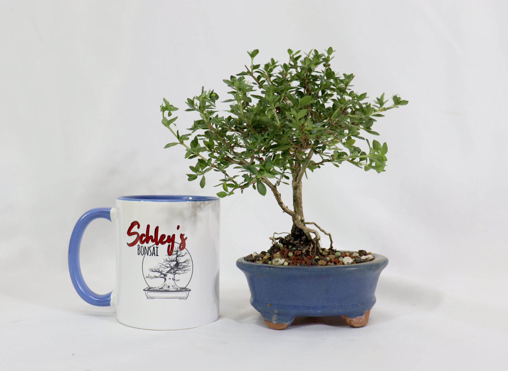 Assorted Kyoto Serissa Starter Bonsai