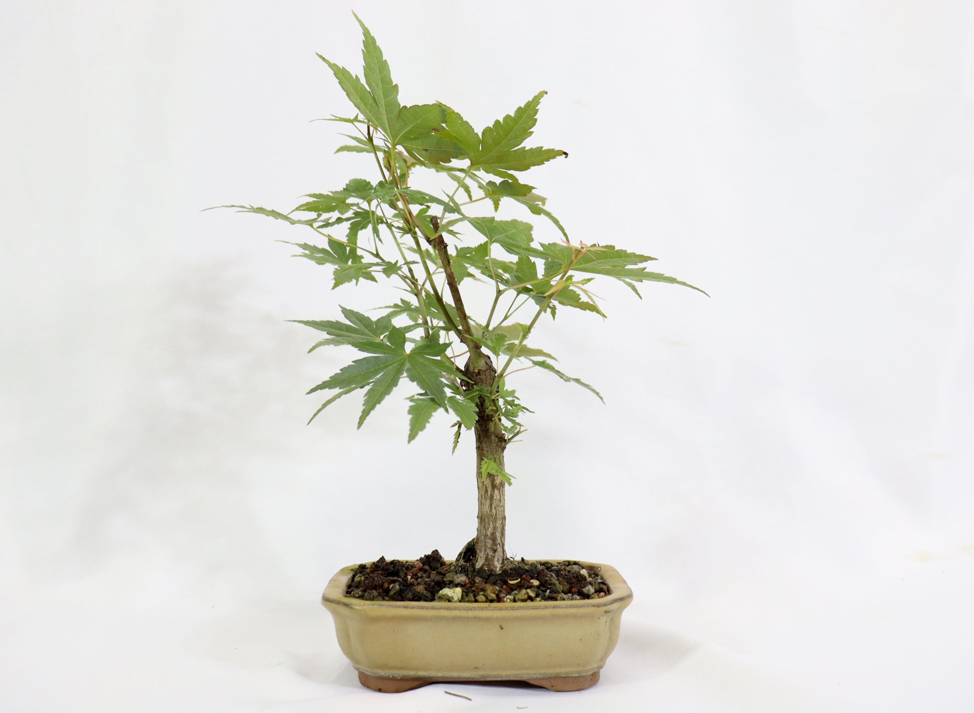 Japanese Maple in a Glazed Container