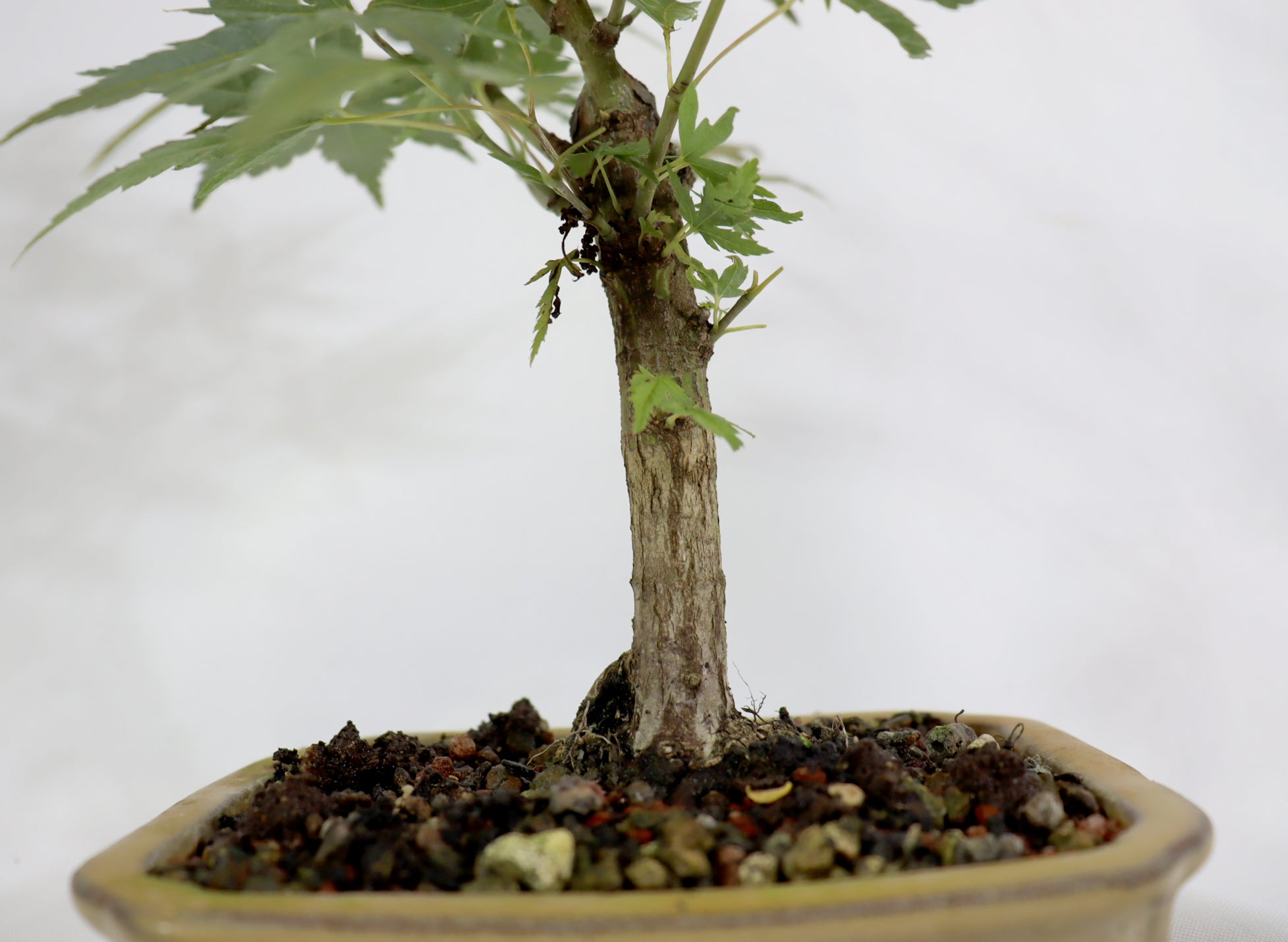 Japanese Maple in a Glazed Container