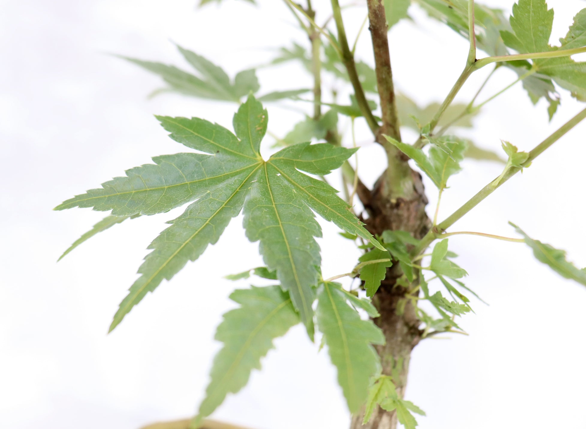 Japanese Maple in a Glazed Container
