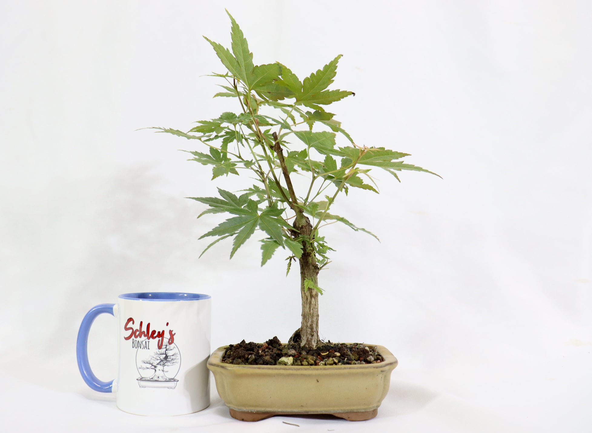 Japanese Maple in a Glazed Container