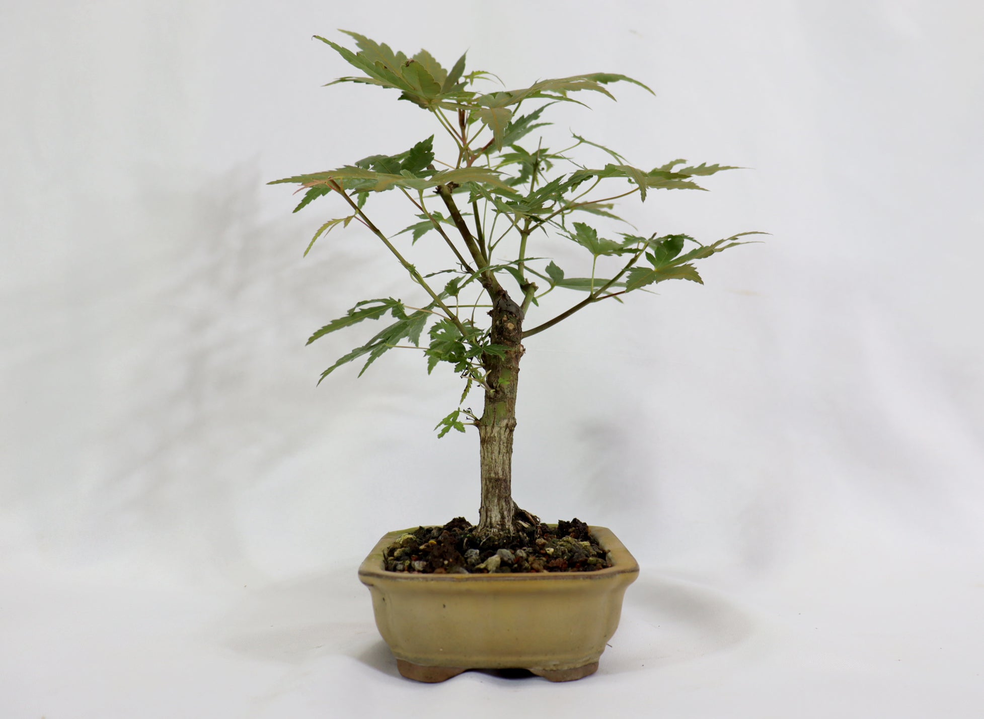 Japanese Maple in a Glazed Container