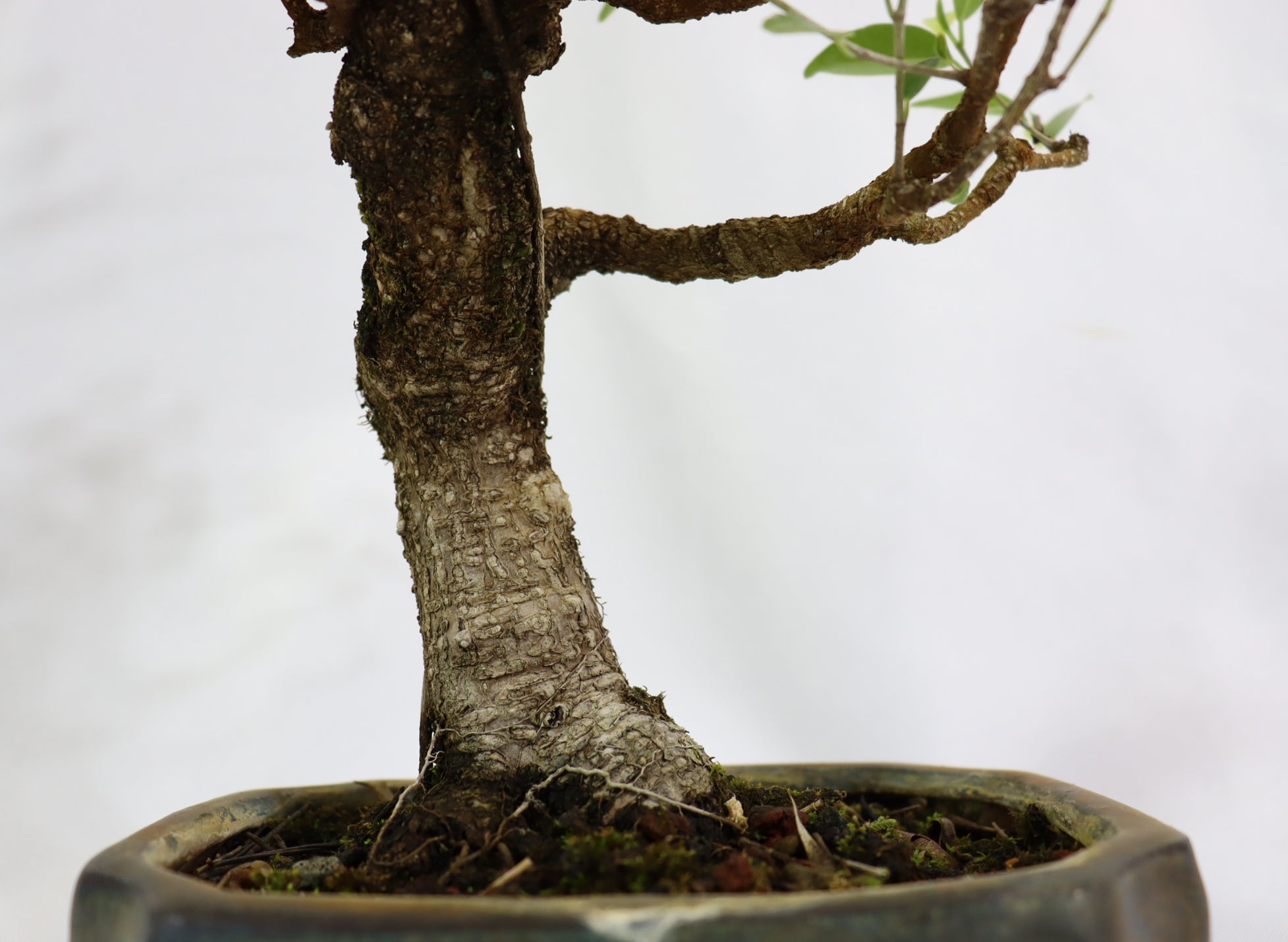 Tiger Bark Ficus in a Glazed Container