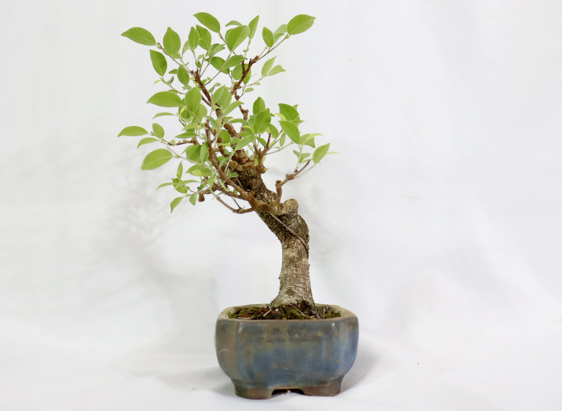 Tiger Bark Ficus in a Glazed Container