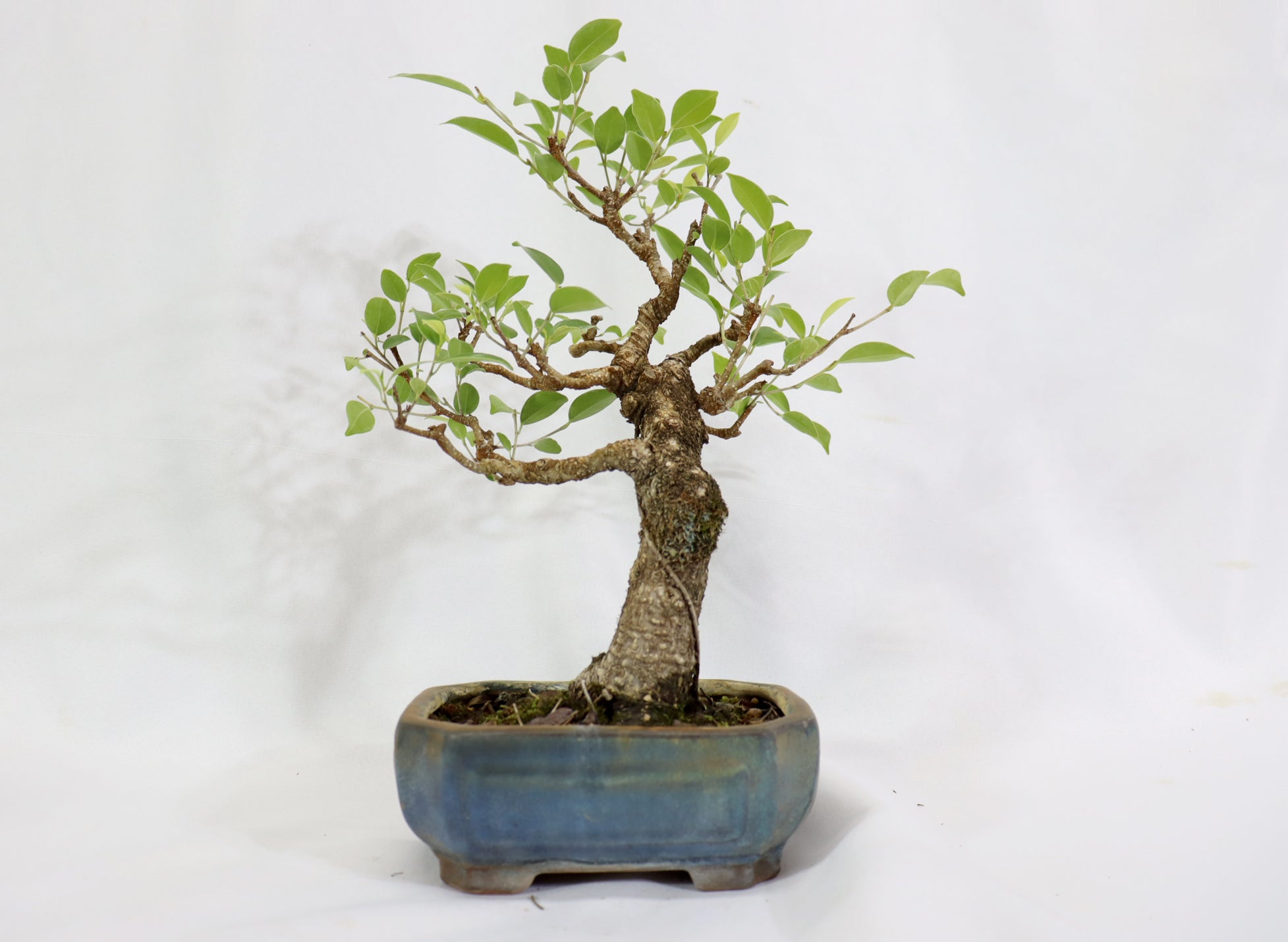 Tiger Bark Ficus in a Glazed Container