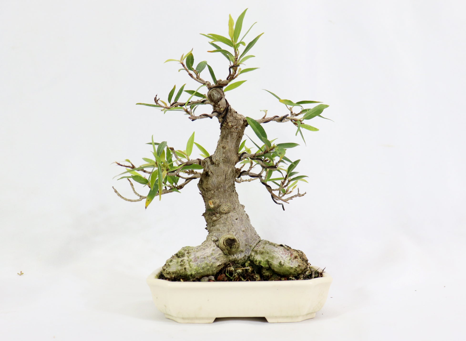 Willow Leaf Ficus in a Yixing Container