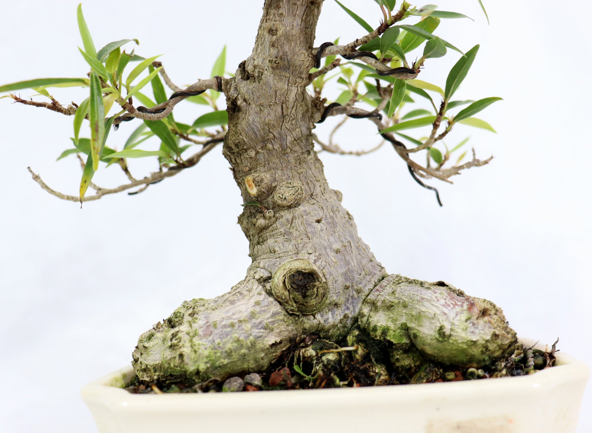 Willow Leaf Ficus in a Yixing Container