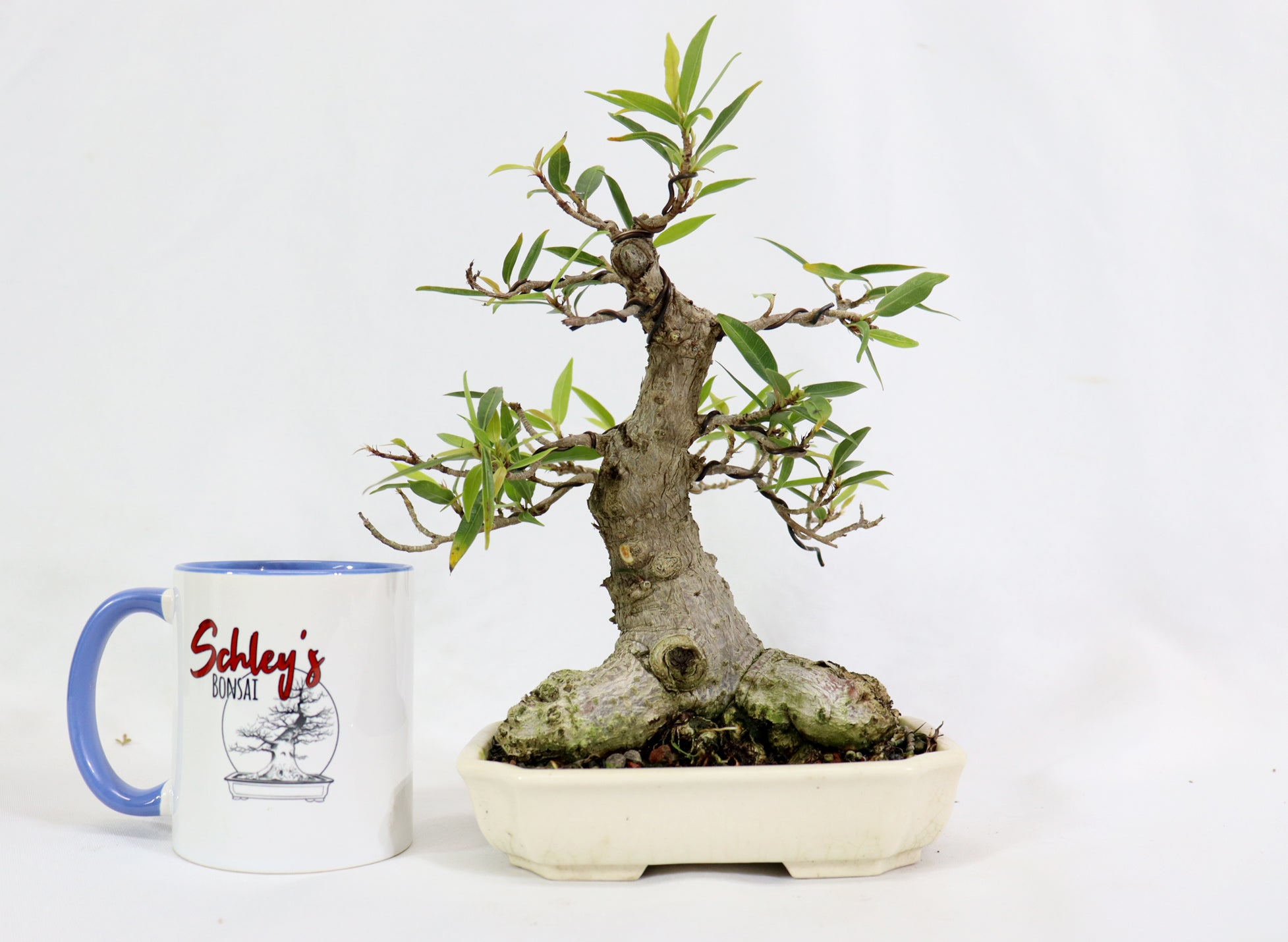 Willow Leaf Ficus in a Yixing Container