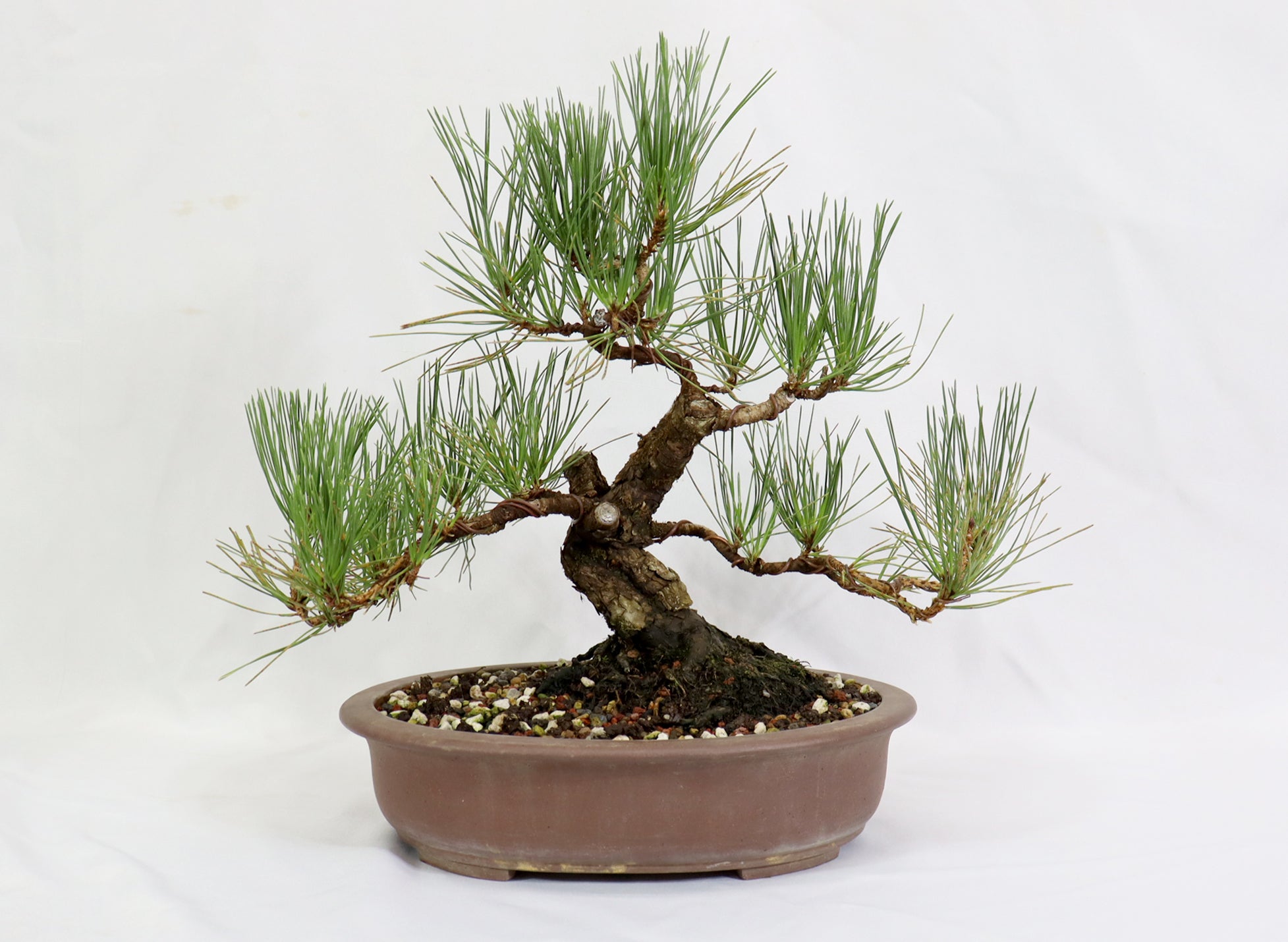 Japanese Black Pine in a Unglazed Container