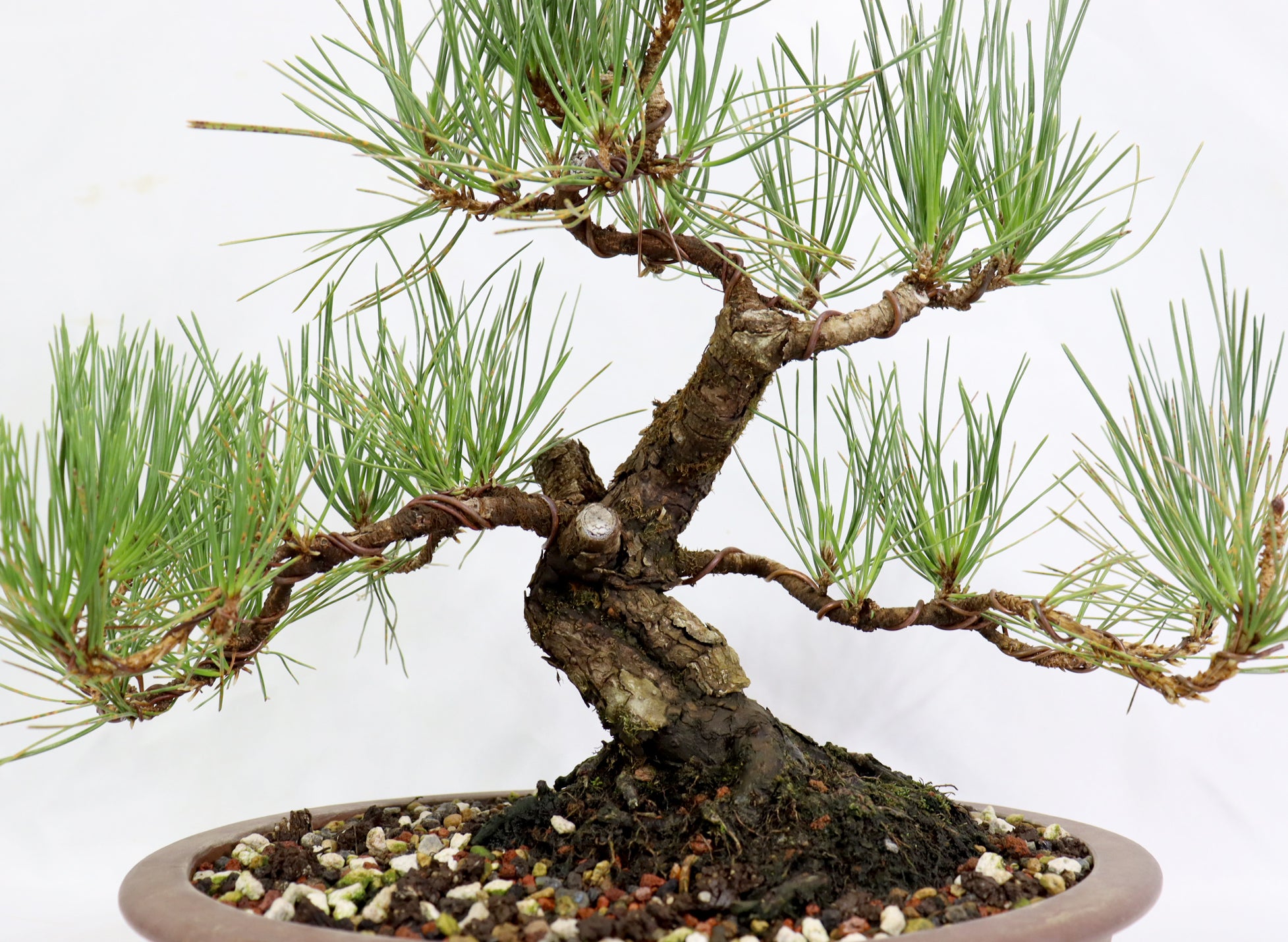 Japanese Black Pine in a Unglazed Container