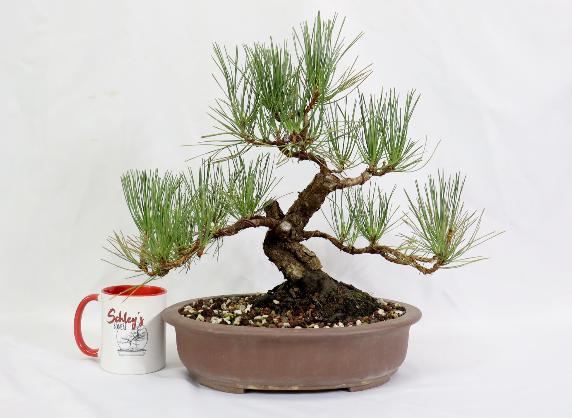 Japanese Black Pine in a Unglazed Container