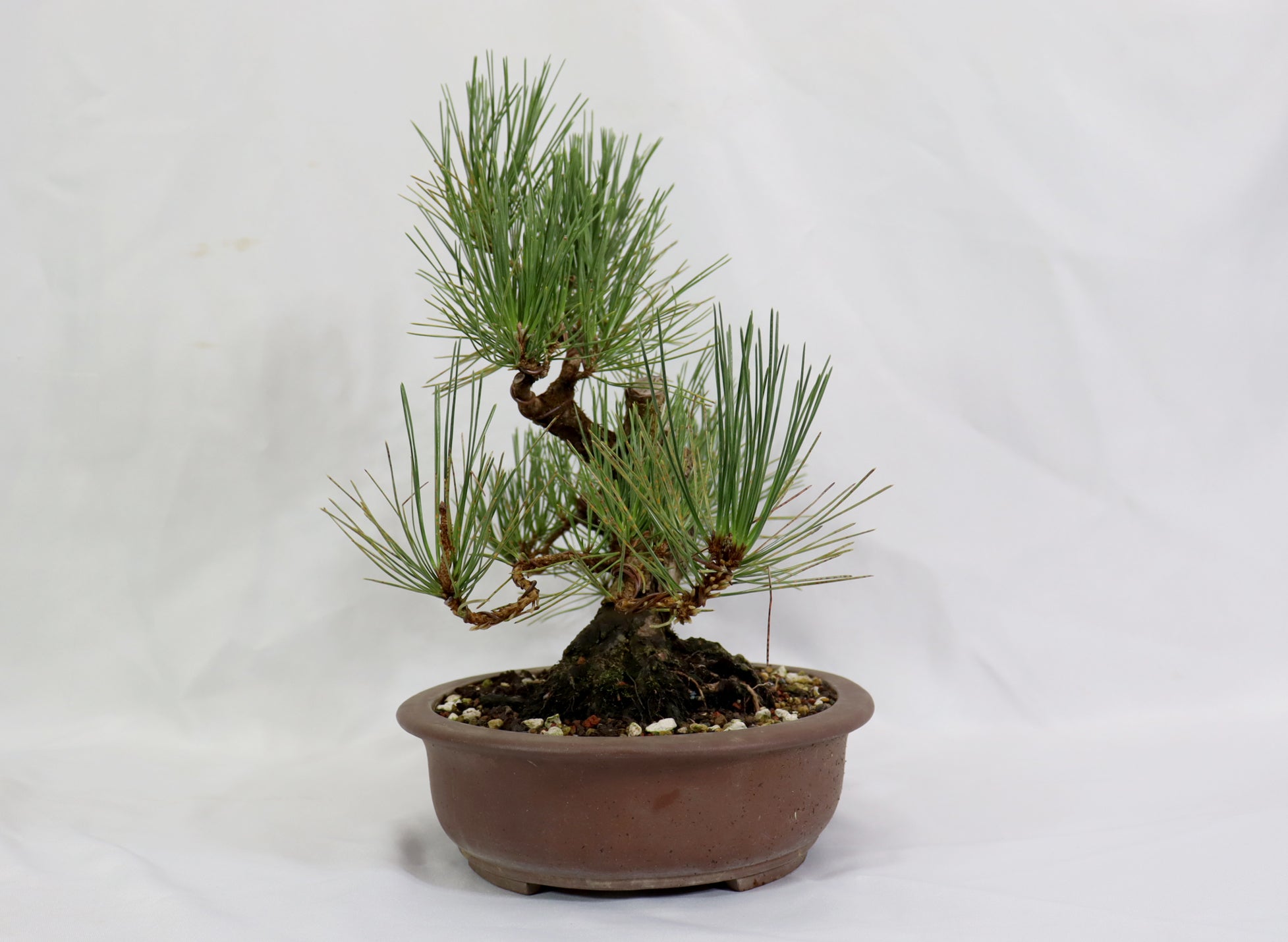 Japanese Black Pine in a Unglazed Container