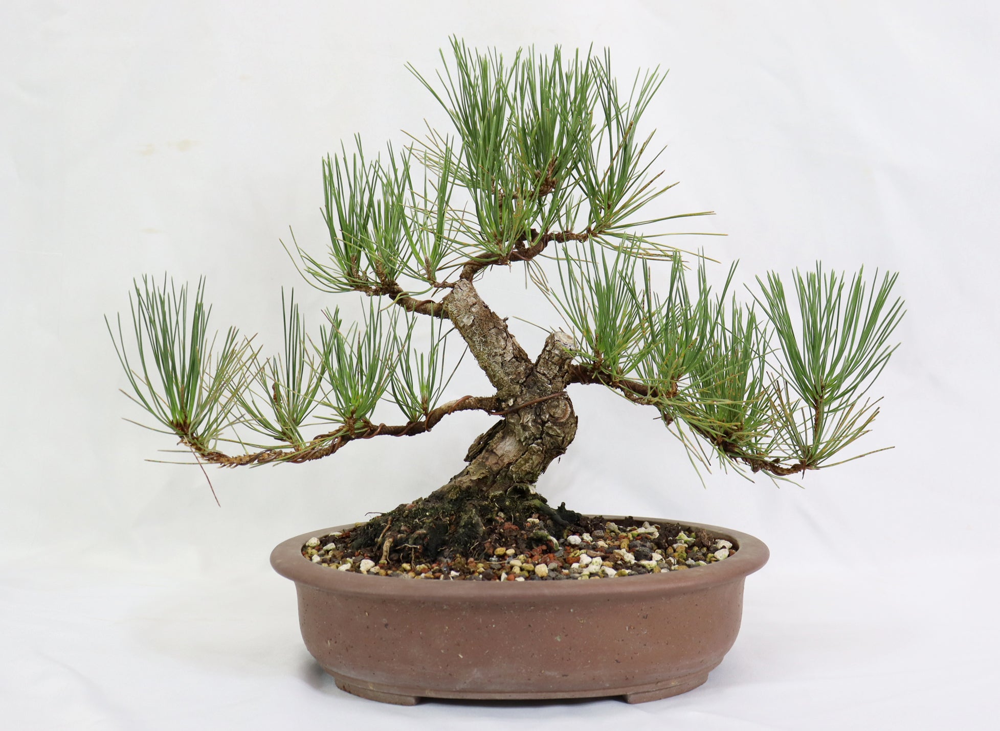 Japanese Black Pine in a Unglazed Container