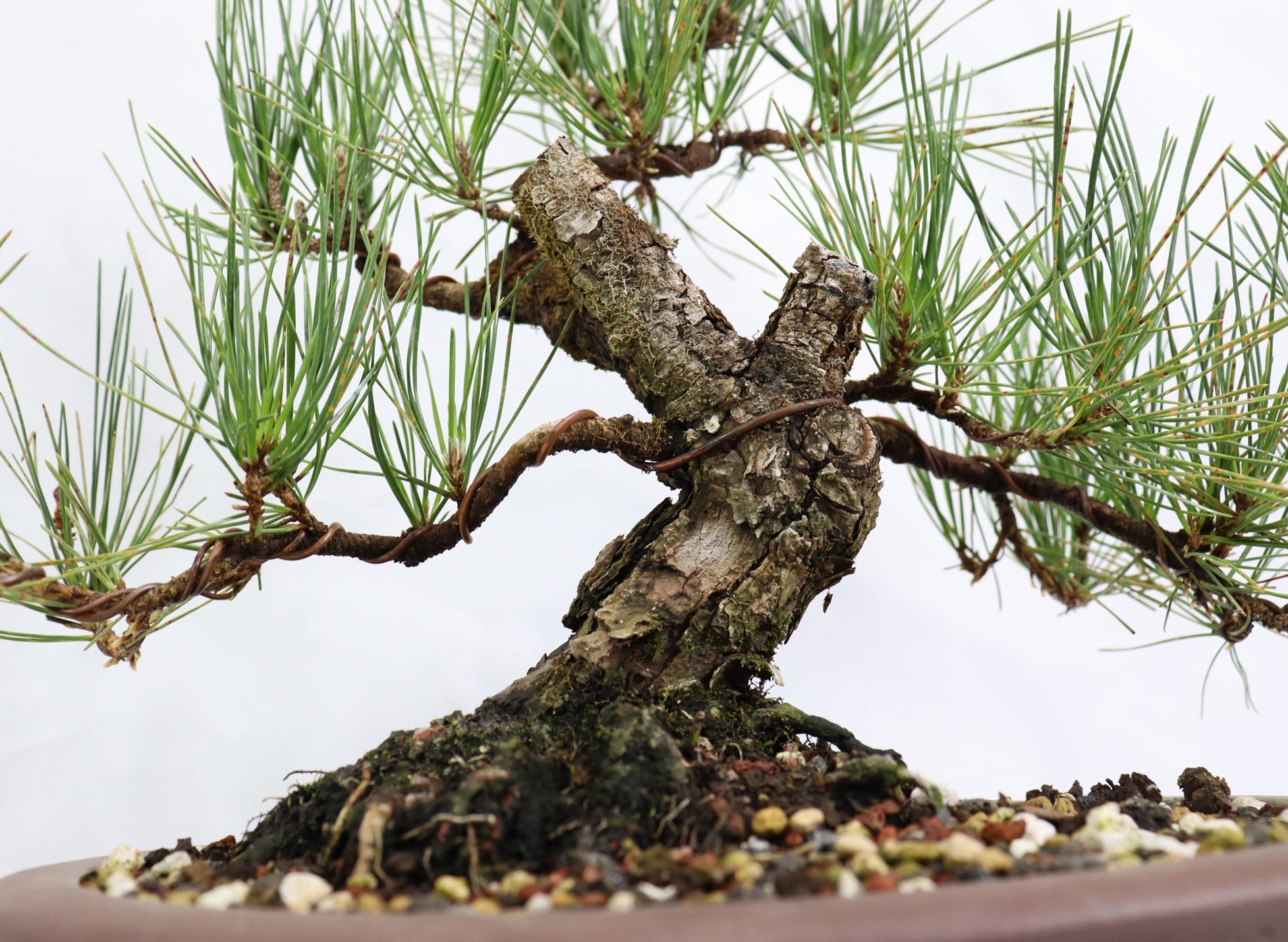Japanese Black Pine in a Unglazed Container