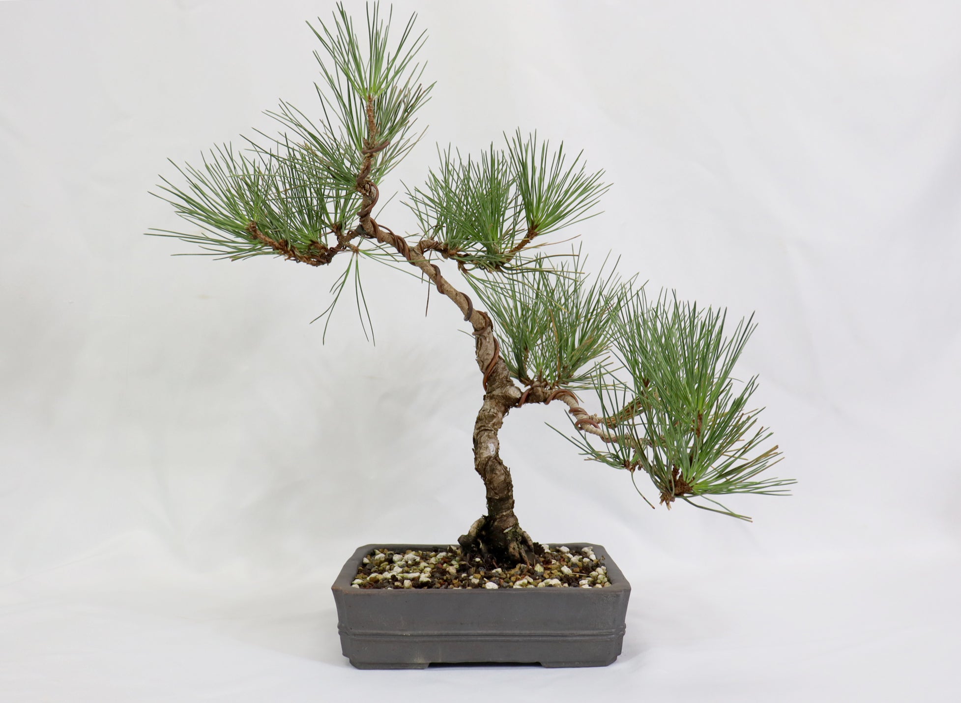 Japanese Black Pine in an Unglazed Container