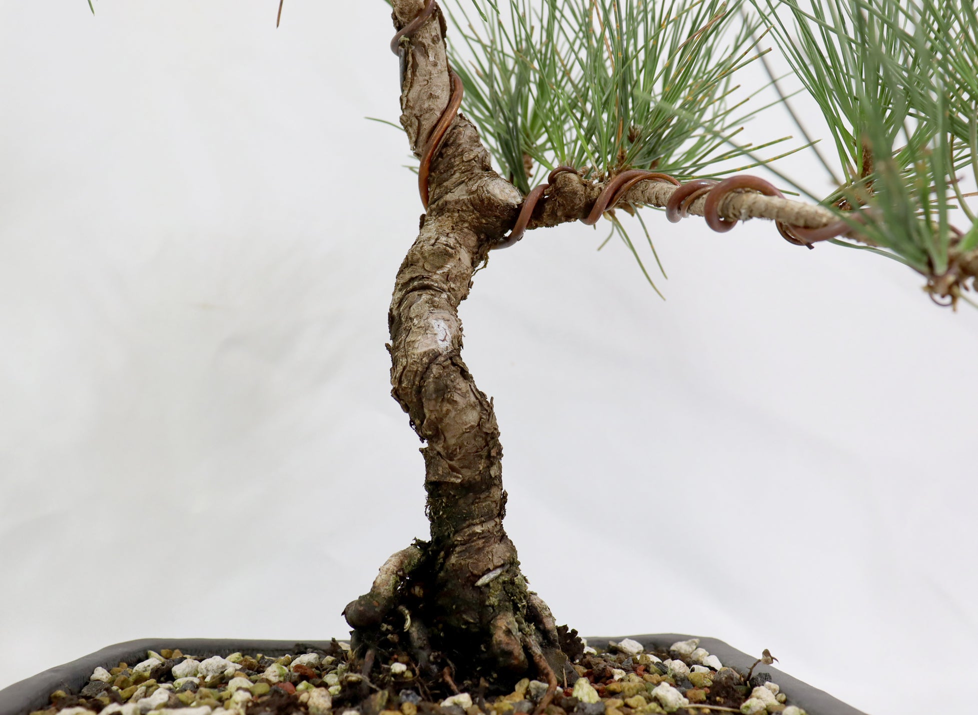 Japanese Black Pine in an Unglazed Container