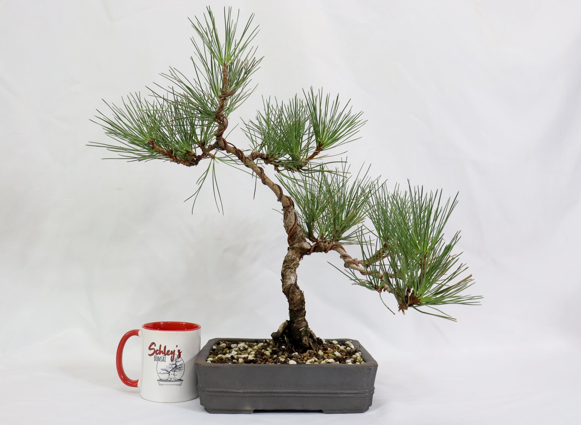 Japanese Black Pine in an Unglazed Container