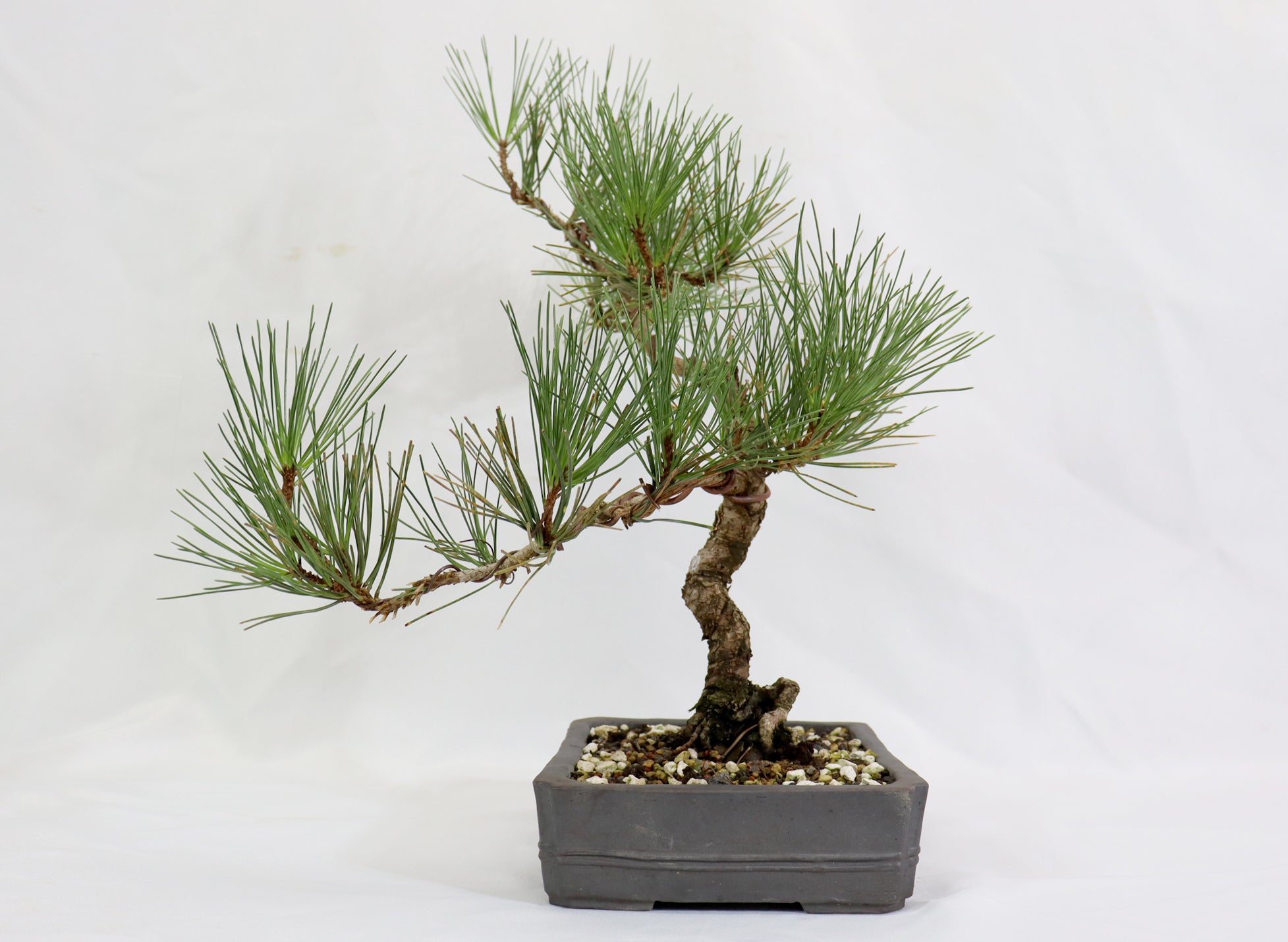 Japanese Black Pine in an Unglazed Container