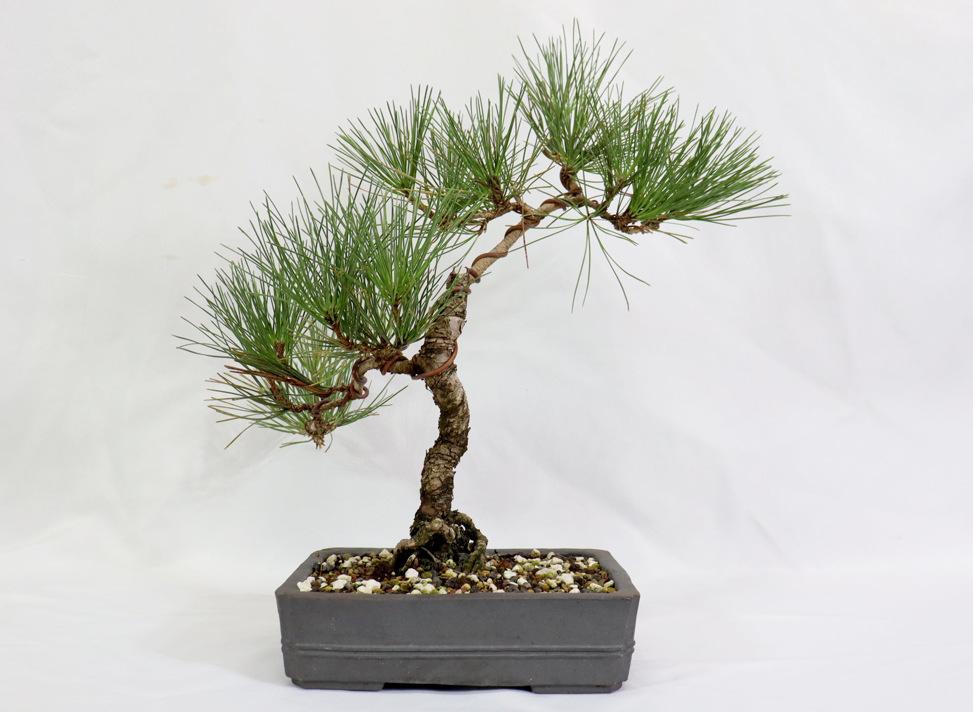 Japanese Black Pine in an Unglazed Container