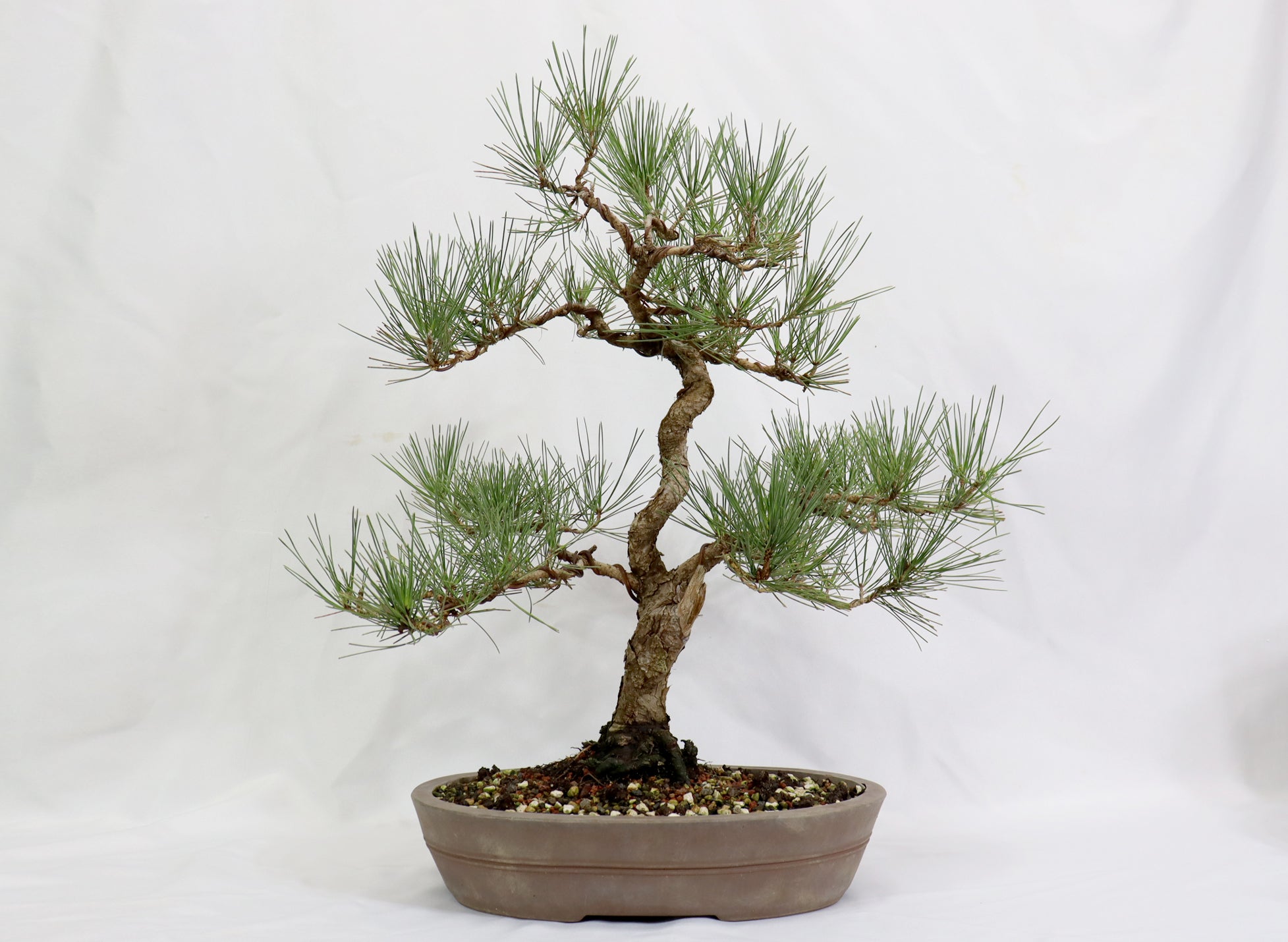 Japanese Black Pine in an Unglazed Container