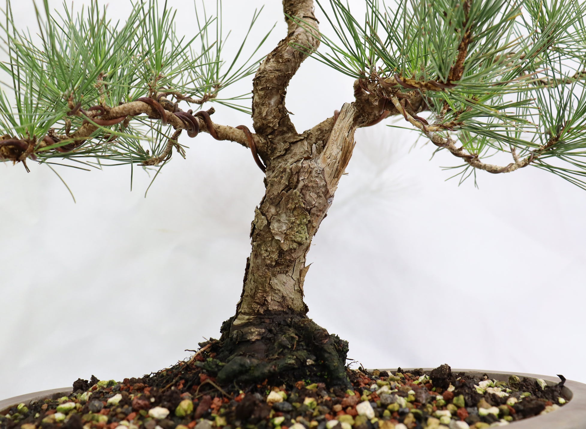 Japanese Black Pine in an Unglazed Container
