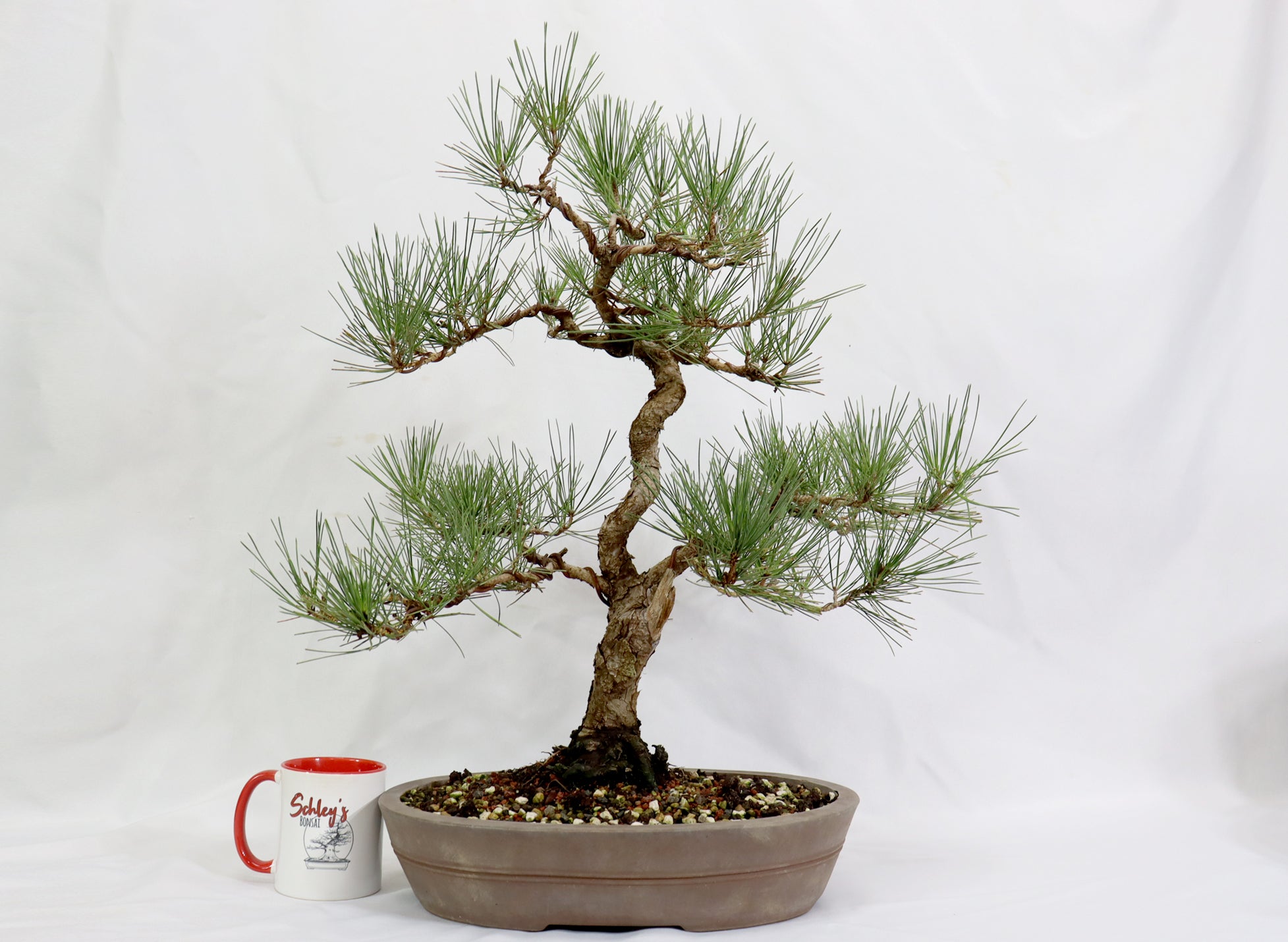 Japanese Black Pine in an Unglazed Container