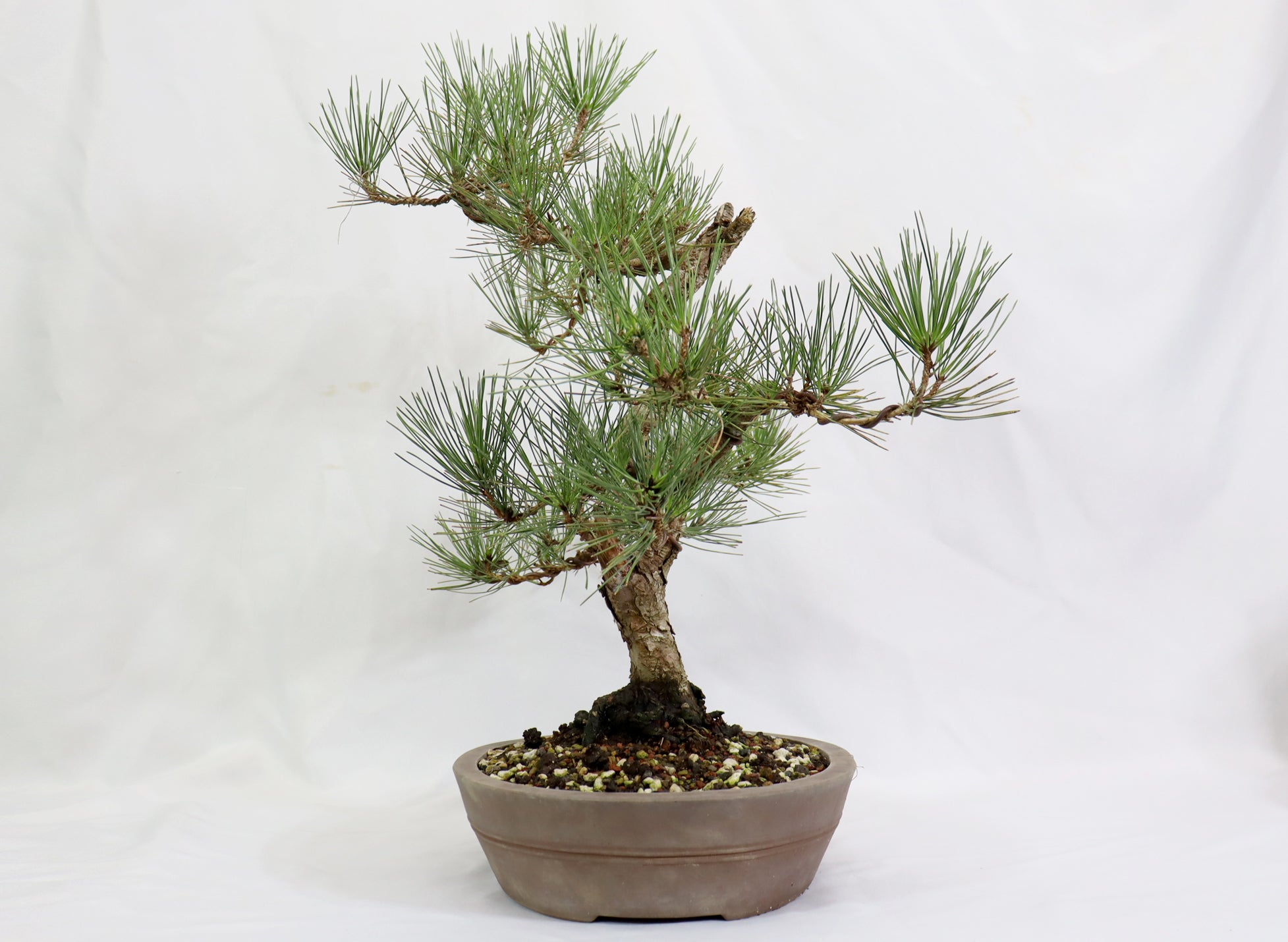 Japanese Black Pine in an Unglazed Container
