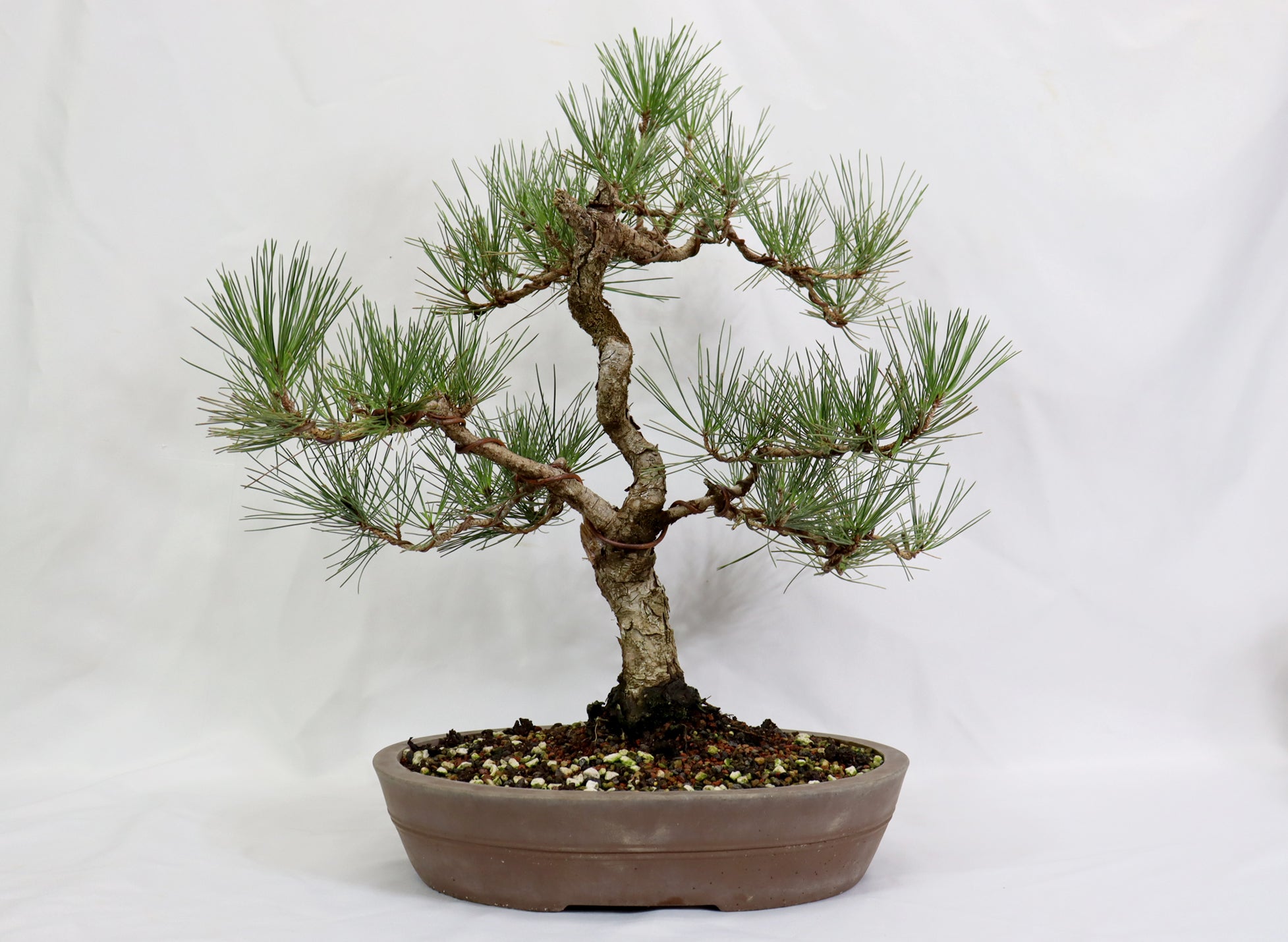Japanese Black Pine in an Unglazed Container