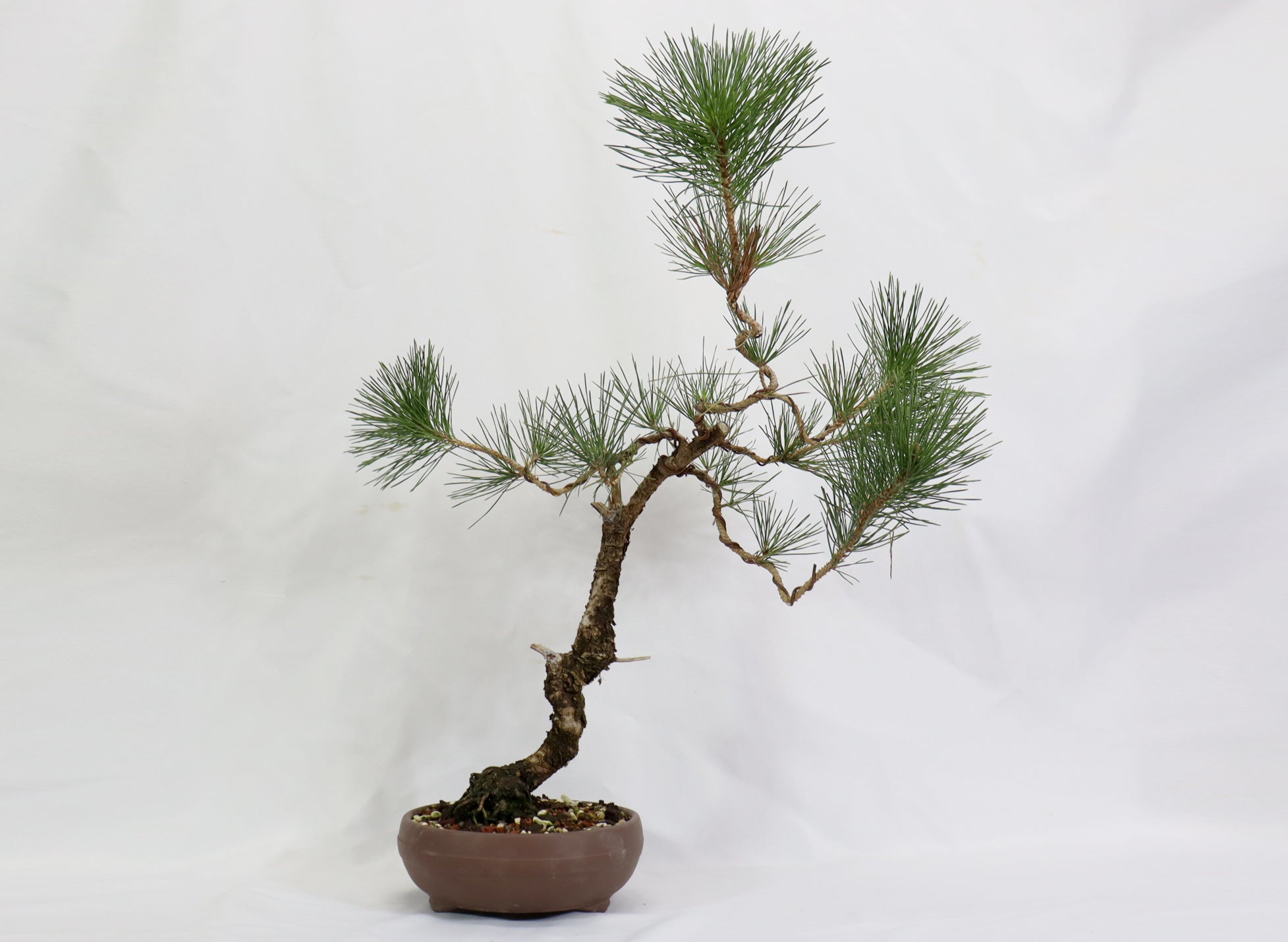 Japanese Black Pine in a Round Unglazed Container